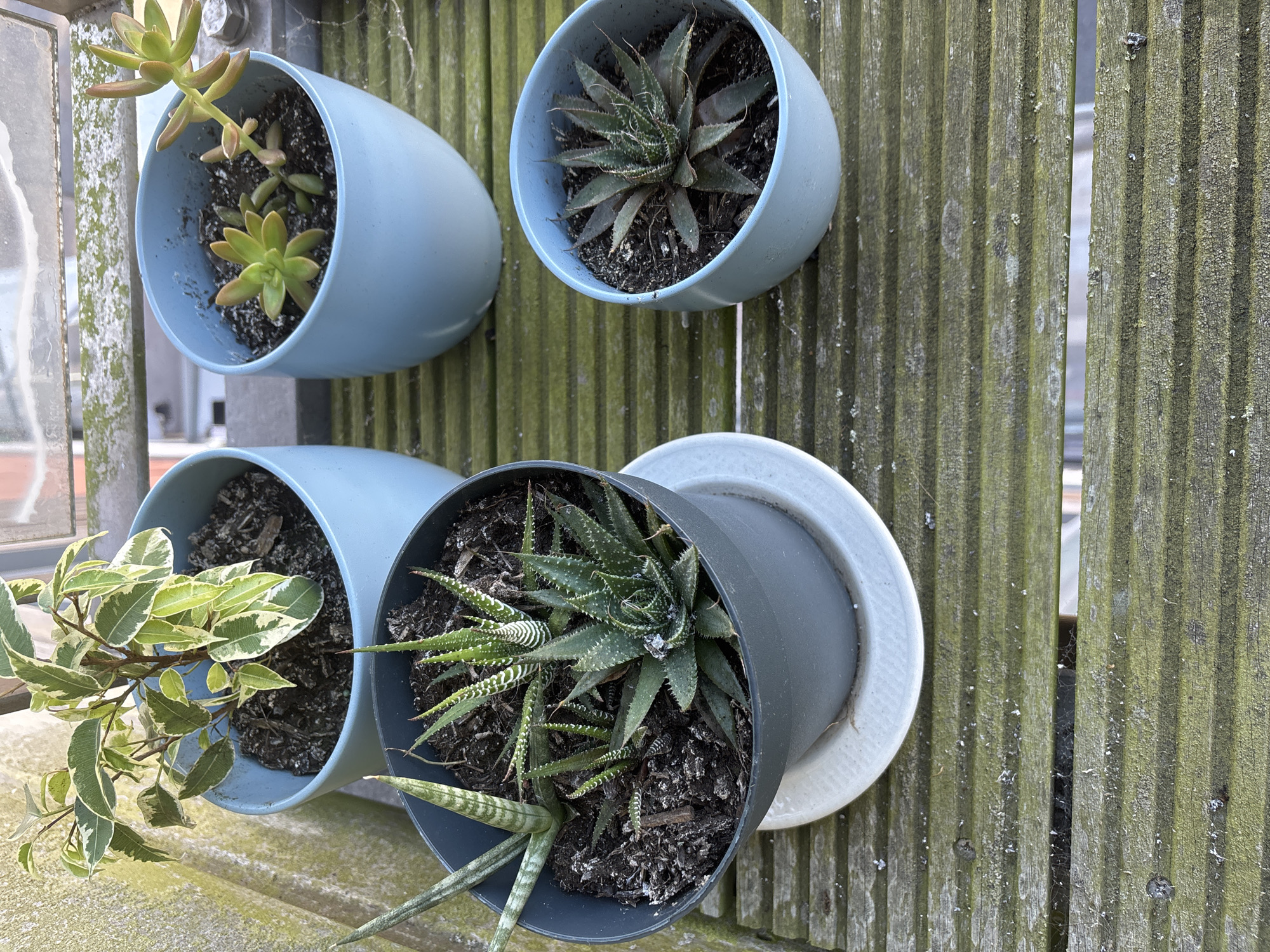The image shows a collection of potted plants on a weathered wooden surface, likely a balcony or deck. There are four pots in total. The largest pot, light blue, contains a variegated plant with green and white leaves. To its right is another light blue pot with two small succulent plants. In the foreground, a dark gray pot holds several succulent plants of varying sizes, including one with distinctive white banding on its leaves. To the right of this, a smaller light blue pot contains another succulent. The wooden surface appears aged and green with moss or algae. The background is out of focus but suggests an urban environment with buildings and possibly a railing. The scene is illuminated by natural light, casting subtle shadows. There are no people or animals visible in the image. The location is not discernible from the image itself, therefore the mention of Cork, Ireland is not applicable.