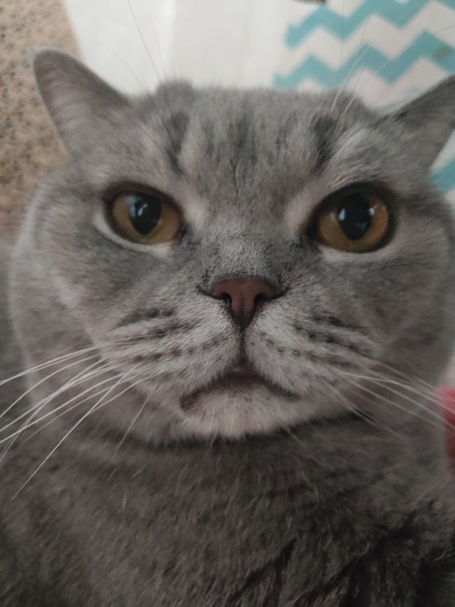A close-up portrait shows the face of a domestic cat, likely a British Shorthair, looking directly at the camera. The cat has dense, short, light grey fur with subtle darker tabby-like stripes visible on its forehead and around its eyes. Its eyes are a prominent amber or golden-brown color, and its nose is a soft pink. Long, white whiskers extend from either side of its muzzle. The cat's expression is neutral, appearing calm and alert. The background is softly blurred, providing minimal context. On the left side, a light brown, speckled or textured surface is visible. On the right, a light-colored object with a light blue and white zigzag pattern can be seen. The lighting appears even, suggesting an indoor setting. No specific activity is taking place other than the cat posing for the photograph. There is no visible text.