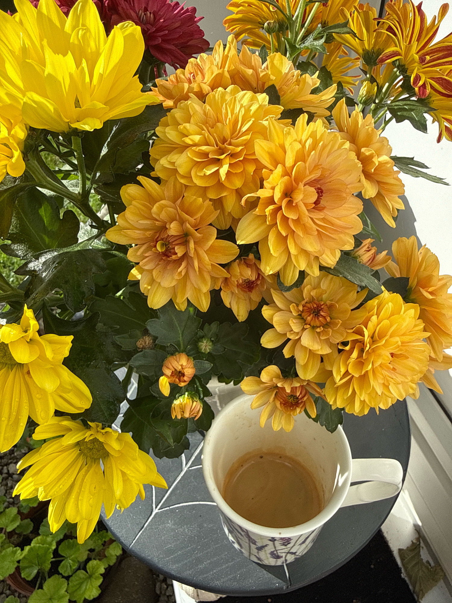 A close-up shot captures a bouquet of vibrant yellow and orange chrysanthemums, some with red accents, next to a white ceramic mug filled with a dark beverage, likely coffee, on a dark circular table. The flowers are in full bloom, with dew drops visible on some petals, suggesting a recent watering or morning dew. The mug has a delicate floral pattern in purple and green. In the background, blurred green foliage and a hint of a white windowsill are visible, indicating an outdoor setting. The lighting suggests it is daytime, possibly morning, with sunlight casting shadows. The scene is placed on a table which is outside on a balcony or patio, given the presence of potted plants and a view of what appears to be gravel and a stone wall below. The specific location within Bad Sachsa, Germany, is not determinable from the image alone.