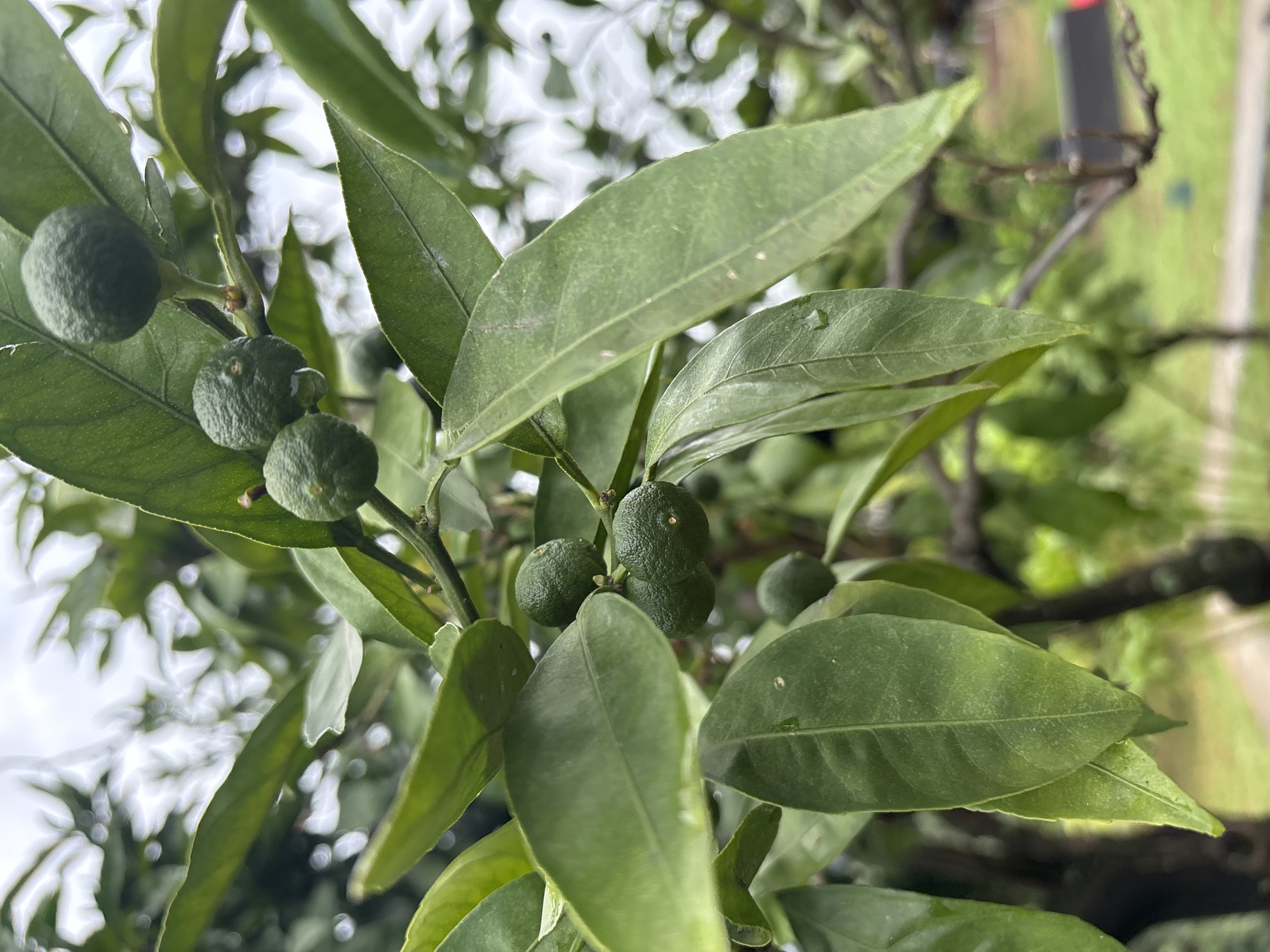 A close-up, eye-level shot captures a cluster of small, green, unripe citrus fruits on a tree branch, surrounded by lush green leaves. The fruits, varying slightly in size and texture, appear to be developing, with some showing faint bumps or imperfections on their surface. Droplets of water are visible on some of the leaves, suggesting recent rain or dew. The background is softly blurred, revealing more greenery and hints of a brighter, overcast sky. The overall impression is one of natural growth and freshness. The image was taken in Psyrdzkha, Abkhazia.
