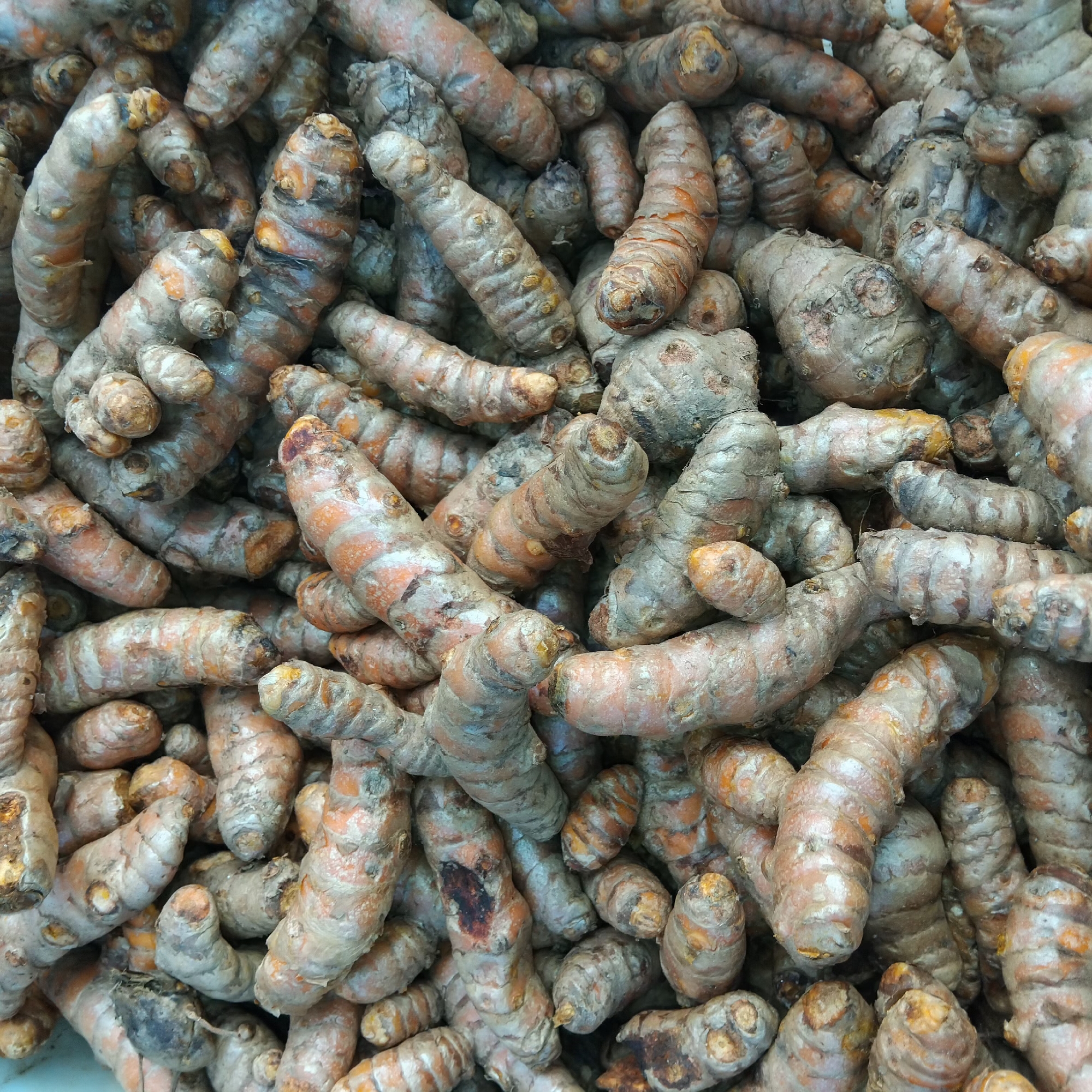 A close-up, overhead shot shows a pile of fresh turmeric roots. The turmeric rhizomes are earthy brown with hints of orange peeking through their rough skin. They are irregularly shaped, ranging from finger-like to knobbier pieces, and are packed tightly together in a chaotic, organic arrangement. The lighting highlights the texture of the roots, revealing subtle lines and imperfections. The scene is devoid of human presence, focusing solely on the natural produce. The image appears to be taken in a market setting, potentially in Banjarbaru, Indonesia, where turmeric is a common commodity.