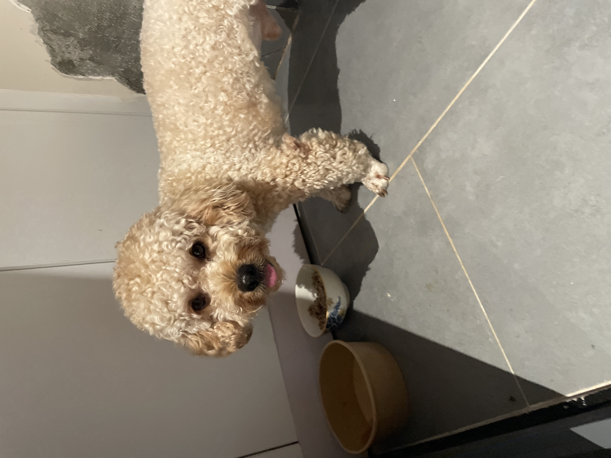An indoor, overhead shot captures a light-colored, curly-haired dog, resembling a poodle or cavapoo, standing on a grey tiled floor. The dog, predominantly cream or light tan with darker ears and muzzle, looks directly at the viewer with an attentive expression, its pink tongue slightly visible.
The scene appears to be an interior space, possibly a kitchen or utility area, in Bắc Nha Trang, Vietnam. The floor consists of large square grey tiles with thin, lighter-colored grout lines. To the left of the dog's head is a white or light-colored wall.
On the floor near the dog's front paws are two bowls. One is a small, white ceramic bowl with a blue and brown decorative pattern, possibly a food bowl, lying on its side. The other is a plain, light brown or beige cylindrical bowl, likely for water.
Strong shadows are cast on the tiled floor to the right of the dog and behind the bowls, suggesting a bright light source from above or to the left. No visible text is present in the image.