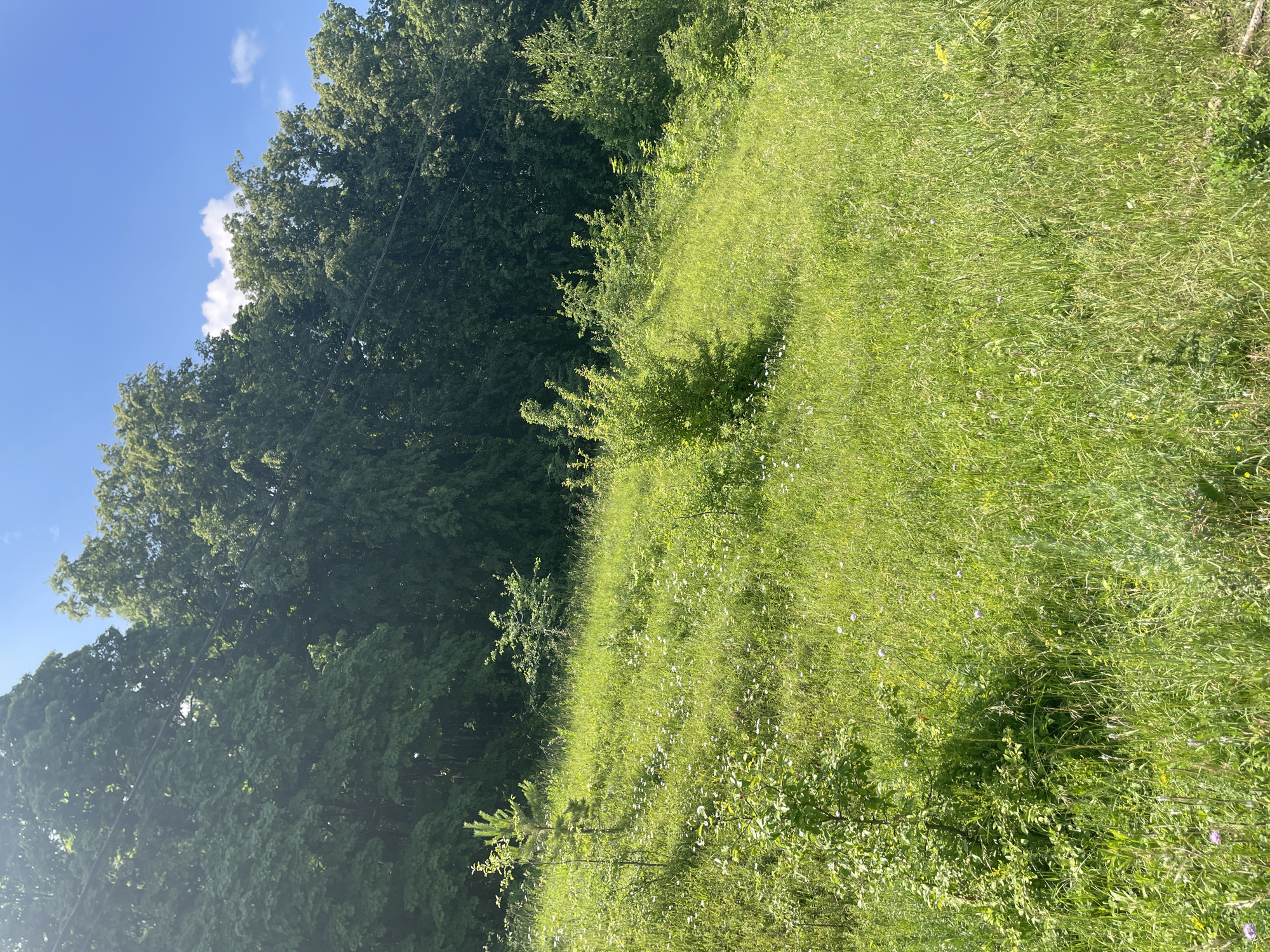 The image depicts a sunny day in a natural, grassy landscape. The foreground is dominated by a gently sloping meadow filled with tall green grass, dotted with small white and purple wildflowers. Several young trees and bushes are scattered across the field, with one prominent pine sapling to the left and a larger bush in the center. In the background, a dense line of mature, leafy trees forms a dark green wall, suggesting a forest or wooded area. The sky above is a clear, bright blue with a few wispy white clouds. The overall impression is one of a peaceful, rural environment, characteristic of a place like Солнечная Поляна, Russia. There are no people or animals visible in the scene.
