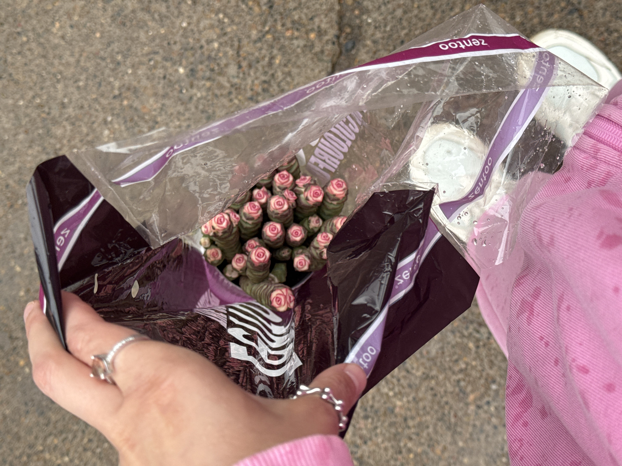 A close-up, overhead shot captures a person's hand in a bright pink hoodie holding open a clear plastic bag containing a bouquet of small, pink, rose-like succulents. The bag has purple and white branding on it, with the word "zentoo" visible on a purple stripe. The succulents have thick, green stems and tightly furled pink buds. The background is a gray, textured surface, possibly asphalt or concrete, indicating an outdoor urban environment. The person is wearing two silver rings on their left hand. The overall scene suggests the purchase or transport of the plants in a city setting.