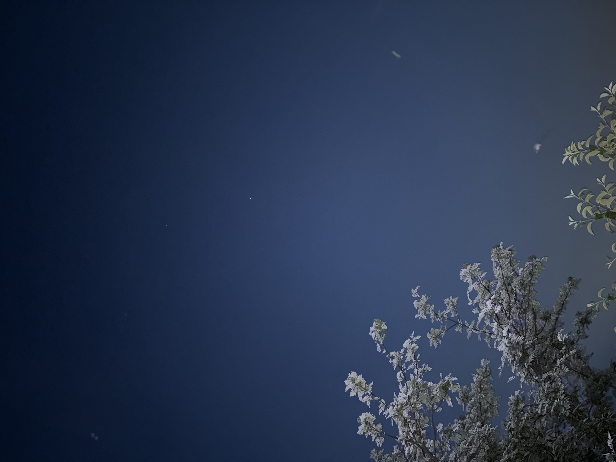 The image depicts a dark blue night sky with a few faint celestial bodies visible. In the lower left portion of the frame, a tree with light-colored leaves, possibly frosted or illuminated, is partially visible, extending upwards into the sky. In the lower right, some foliage from another plant is also visible. The scene is likely outdoors, given the presence of trees and the night sky. The location is specified as Panovka, Russia.