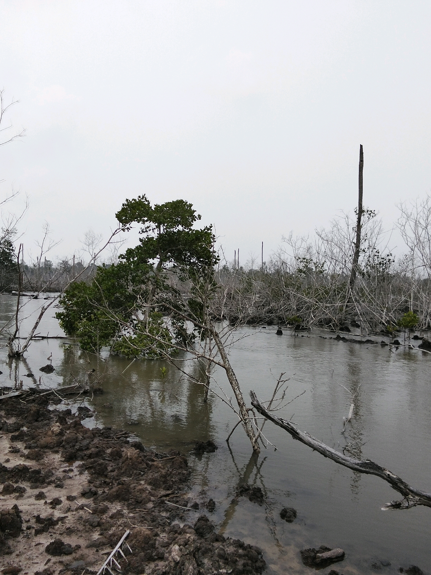 The image depicts a coastal mangrove swamp environment in Teluk Pambang, Indonesia. The scene is dominated by a murky, still body of water reflecting a dull, overcast sky. The water's edge is lined with dark, muddy earth, interspersed with exposed tree roots and debris.
Several dead or decaying trees, with bare, gray branches, are scattered throughout the scene, some emerging from the water and others forming dense thickets. In contrast, a few living mangrove trees with vibrant green foliage are visible, notably one with its trunk and branches submerged in the water, leaning over the surface. The vegetation appears sparse and somewhat desolate, suggesting a degraded ecosystem.
A stark, vertical dead tree trunk stands prominently in the background, appearing as a solitary sentinel against the muted sky. The overall atmosphere is one of a low-tide or flooded mangrove area, characterized by a lack of human presence and a focus on the natural, albeit damaged, environment. The visual elements suggest a damp, possibly humid, climate.