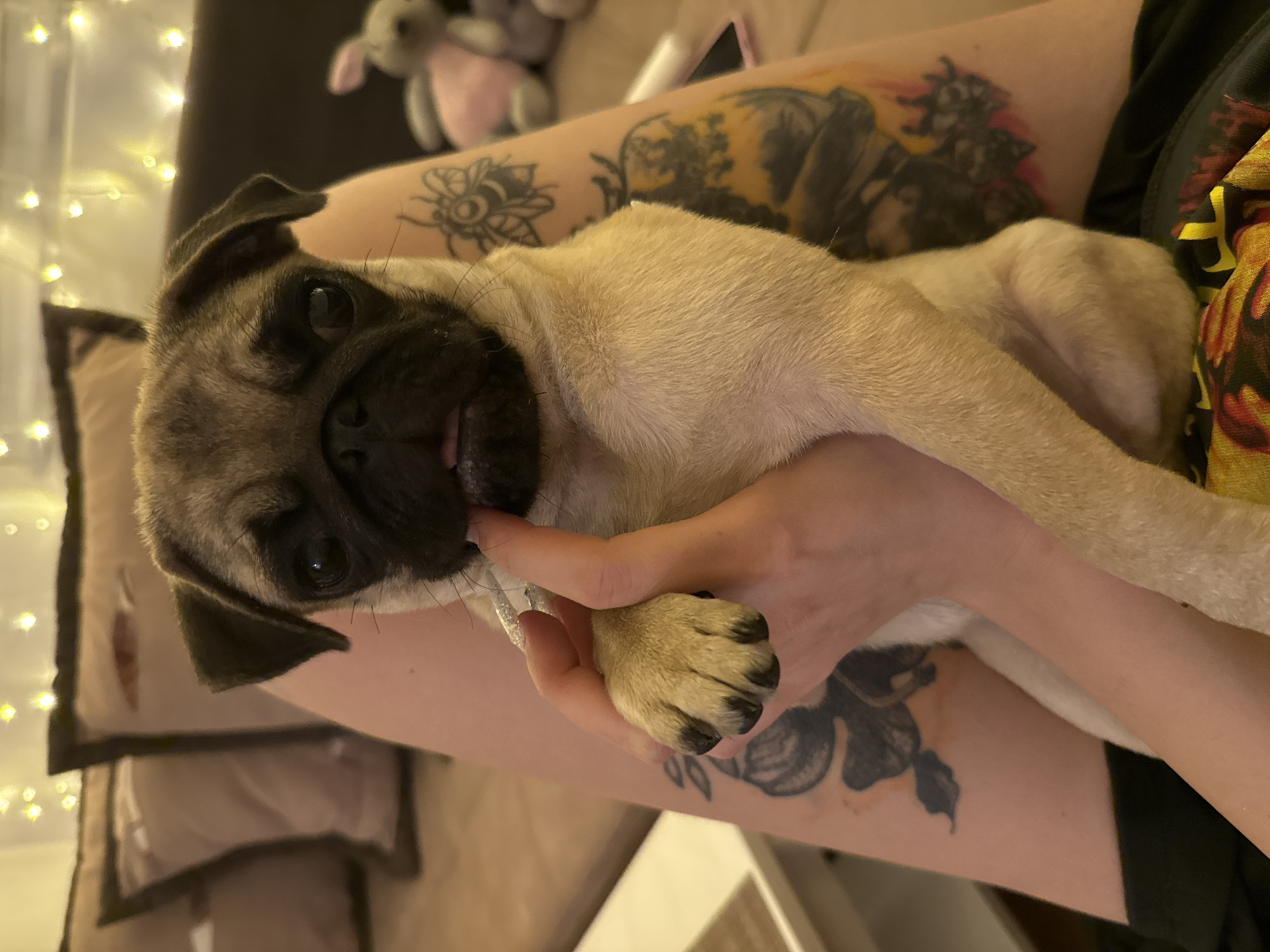 A close-up, angled shot shows a light brown pug dog with a dark muzzle resting on a person's lap. The pug's face is in focus, showing its wrinkled face and tongue slightly protruding. The person's hand is visible, cradling the dog's paw. The person's legs are covered with tattoos, one of which depicts a bear and another resembling a flower or insect. In the background, a beige pillow is visible, and string lights are blurred out of focus. A stuffed animal is also visible. The location is the city of Unknown, Unknown.