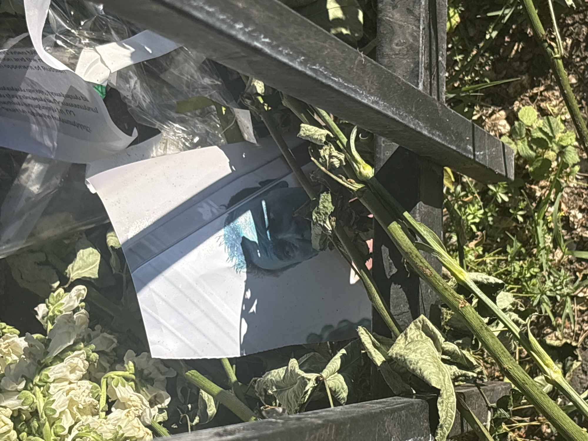The image depicts a close-up, ground-level view of discarded or placed items in an outdoor setting within the city of Yerevan, Armenia.
The primary subject is a printed photograph of a man's face, visible from the forehead to just below the nose, lying partially obscured and at an angle on the ground. The man has short, dark, textured hair, with a distinctive bright blue/green dye applied to the tips or upper portion of his hair. His face, illuminated by direct sunlight, appears to have a bluish-greenish tint, possibly due to reflections or a filter. He has dark eyes and a mustache. The photograph itself is on white paper, showing some creasing and slight reflection.
To the upper left of the photograph, a cluster of white or light cream-colored flowers with green stems and leaves is visible, some appearing fresh, others slightly wilted. These flowers are arranged on the ground.
Various pieces of white, crumpled paper, some with visible unreadable black text, and transparent plastic sheeting are scattered in the upper right portion of the frame, behind the flowers and photograph.
The scene is partially framed by two dark, metallic, angled bars, possibly part of a grate, fence, or bench leg, which run diagonally across the left and right sides of the image, converging towards the bottom. These bars cast distinct shadows.
The ground consists of dry soil and sparse green vegetation, including small leafy plants and thin green stems. The strong sunlight suggests a clear daytime setting, with harsh shadows indicating a high sun angle. The overall arrangement suggests a makeshift memorial or tribute.