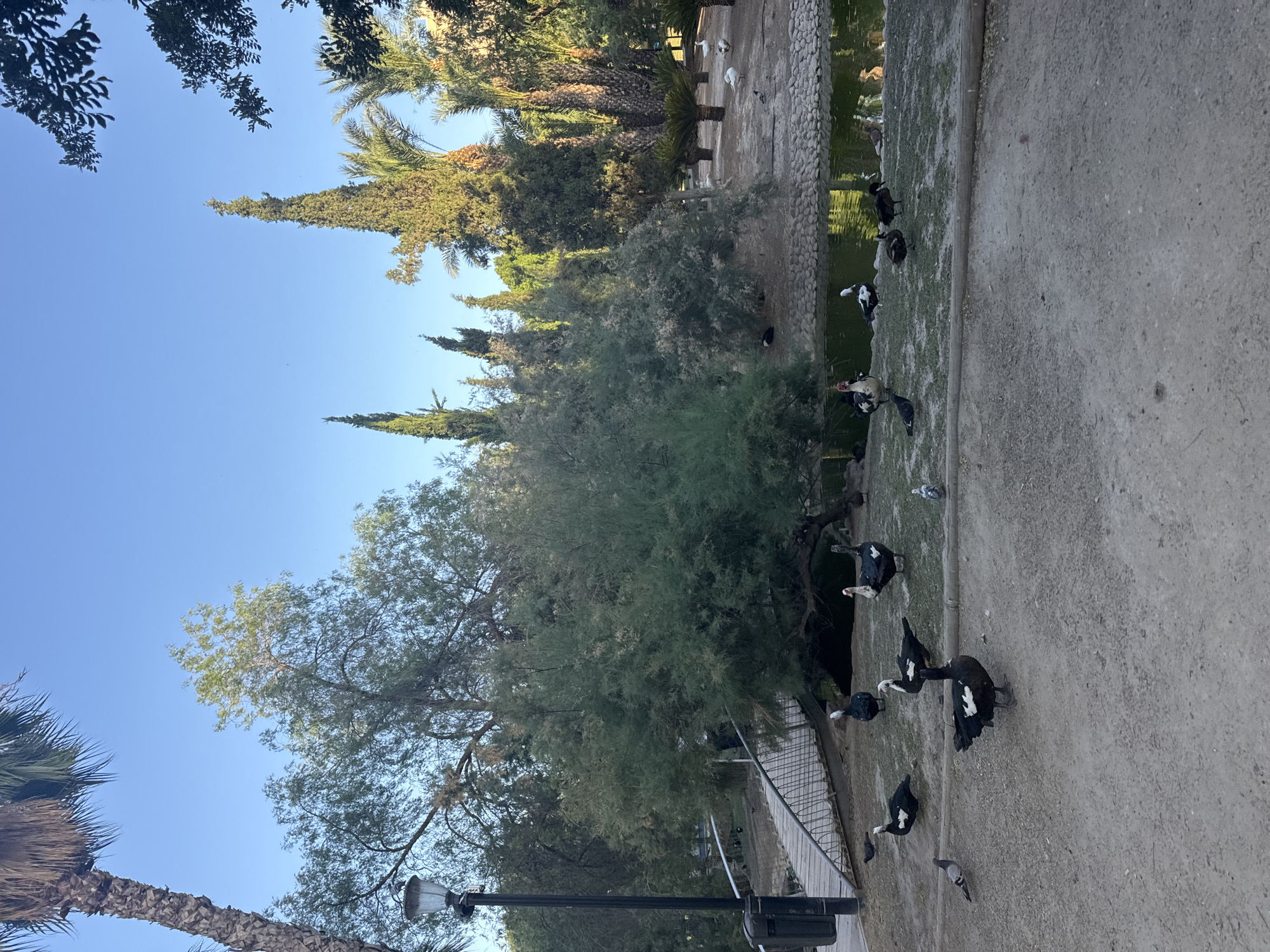 The image depicts a park scene featuring a pond, various trees, a lamppost, a bridge, and several birds. The birds present are ducks and pigeons. Ducks, predominantly black and white with some having red markings around their faces, are scattered across the grassy bank of the pond and the adjacent path. A few pigeons are also visible on the ground. The pond's water is a dark green, reflecting the surrounding greenery and sky. A wooden bridge arches over a section of the pond, leading to a path lined with trees. Tall, slender trees, including cypress and palm varieties, are prominent in the background, along with a large bushy tree in the mid-ground. A black lamppost stands to the left of the frame. The ground is a mix of dirt and gravel. The sky is a clear, bright blue, indicating a sunny day. This scene is consistent with the appearance of the Jardín de Floridablanca in the city of Murcia, Spain.