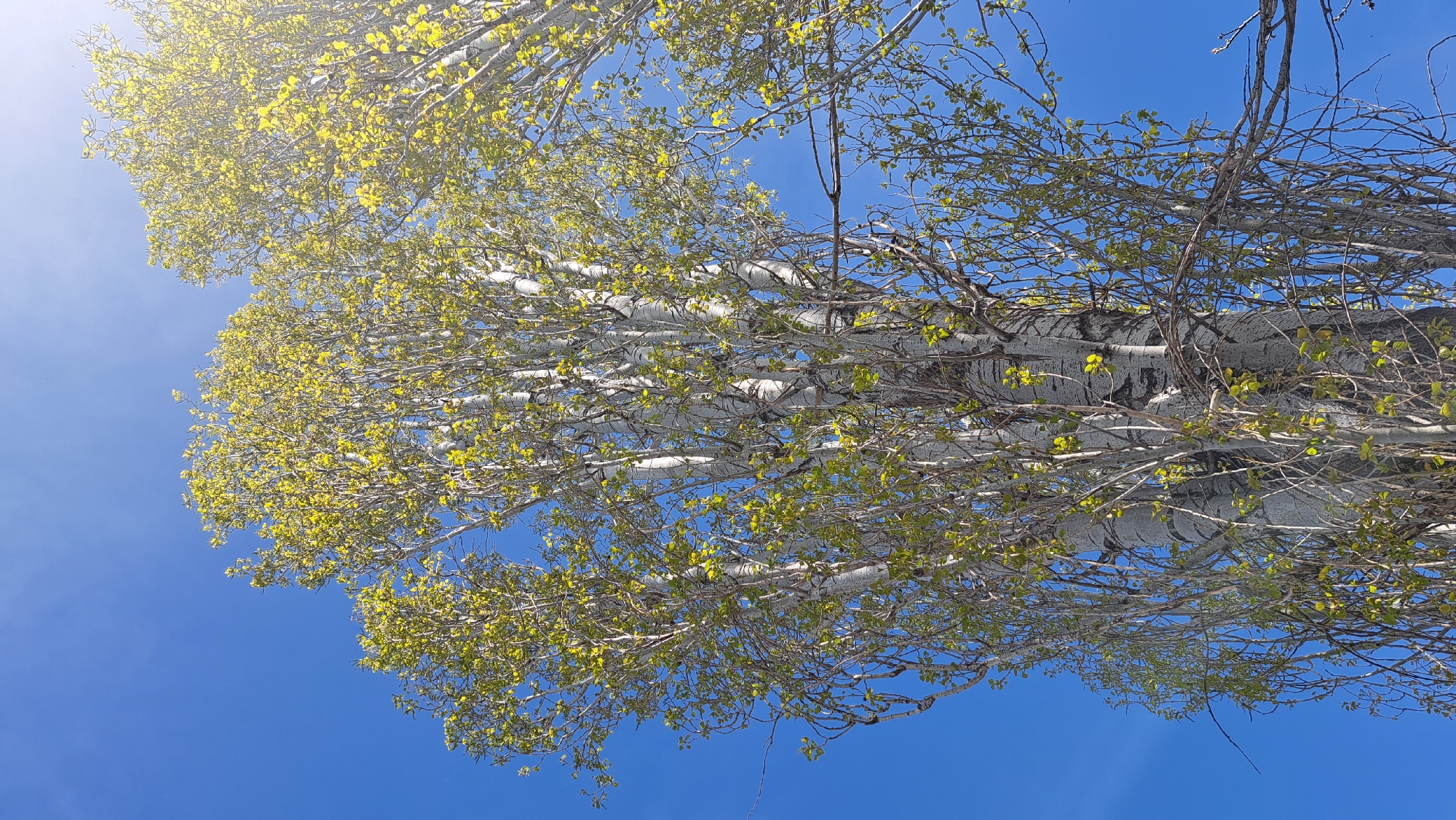 The image presents an upward view of a tall, mature tree against a bright, clear blue sky. The tree's thick trunk and numerous branches, which are oriented horizontally across the frame due to the camera's angle, are characterized by a smooth, white-grey bark with various darker grey and black fissures and patterns. Delicate, light green leaves, small and freshly unfurled, are visible on many of the branches, suggesting the early stages of spring growth.
The sky is a deep, unblemished azure, creating a strong contrast with the pale bark and vibrant young foliage. A soft, bright lens flare is present in the upper left quadrant, indicating the sun's position and contributing to the overall bright and airy feel of the image. The sunlight illuminates the leaves, making them appear luminous. There are no clouds, and the weather appears sunny and clear. No human activity or man-made objects are visible within the frame. The scene evokes a sense of natural beauty and the freshness of a new season. There is no visible text.