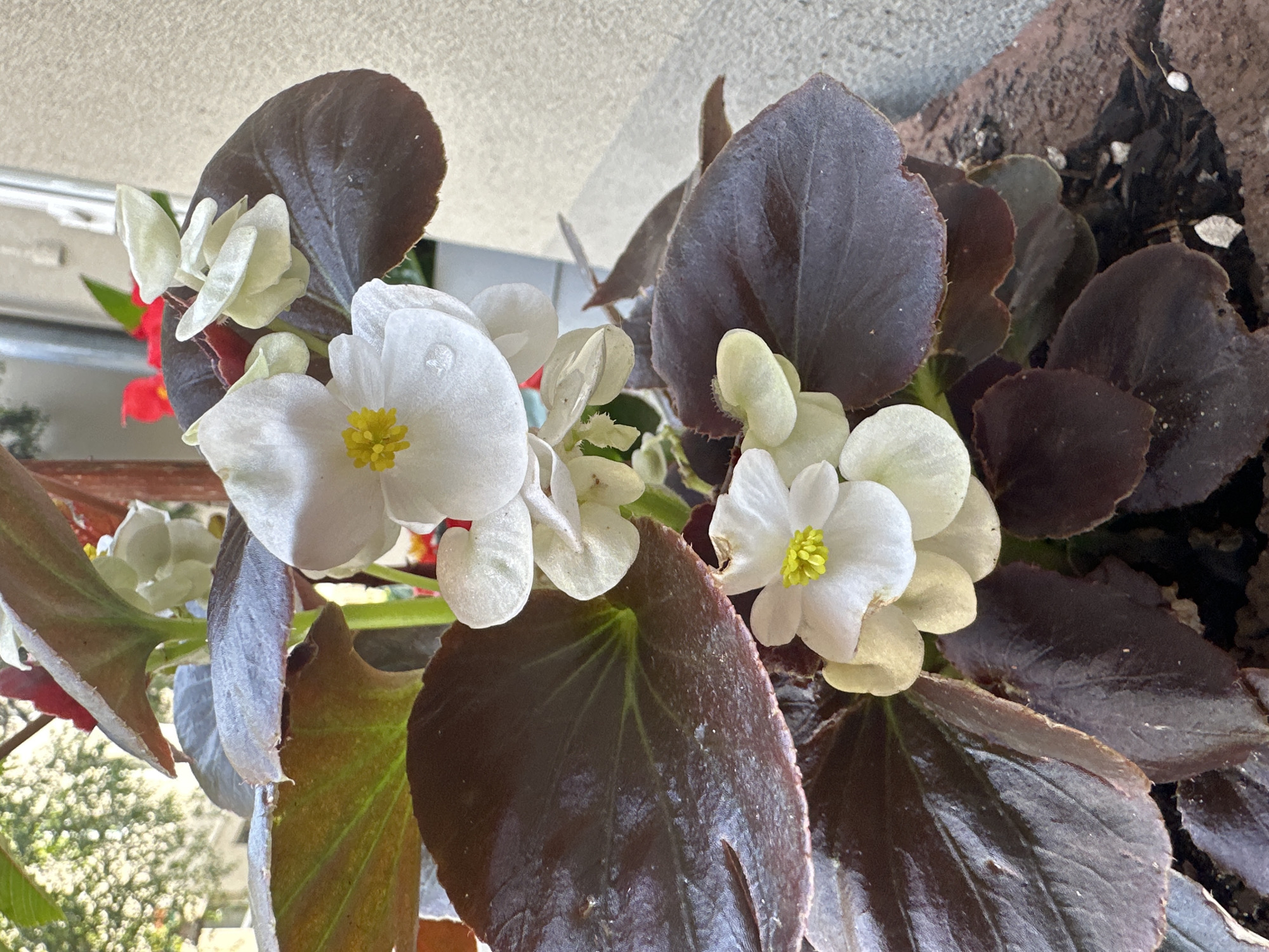 A close-up, eye-level, medium shot captures a cluster of white begonia flowers with bright yellow centers and dark red-brown leaves. One of the white petals has a single water droplet on it. The plant is in a terra cotta pot filled with dark soil and white perlite. The background is blurred, showing a light-colored wall and hints of greenery and building structures, suggesting an outdoor urban setting. The image was taken in Łódź, Poland.