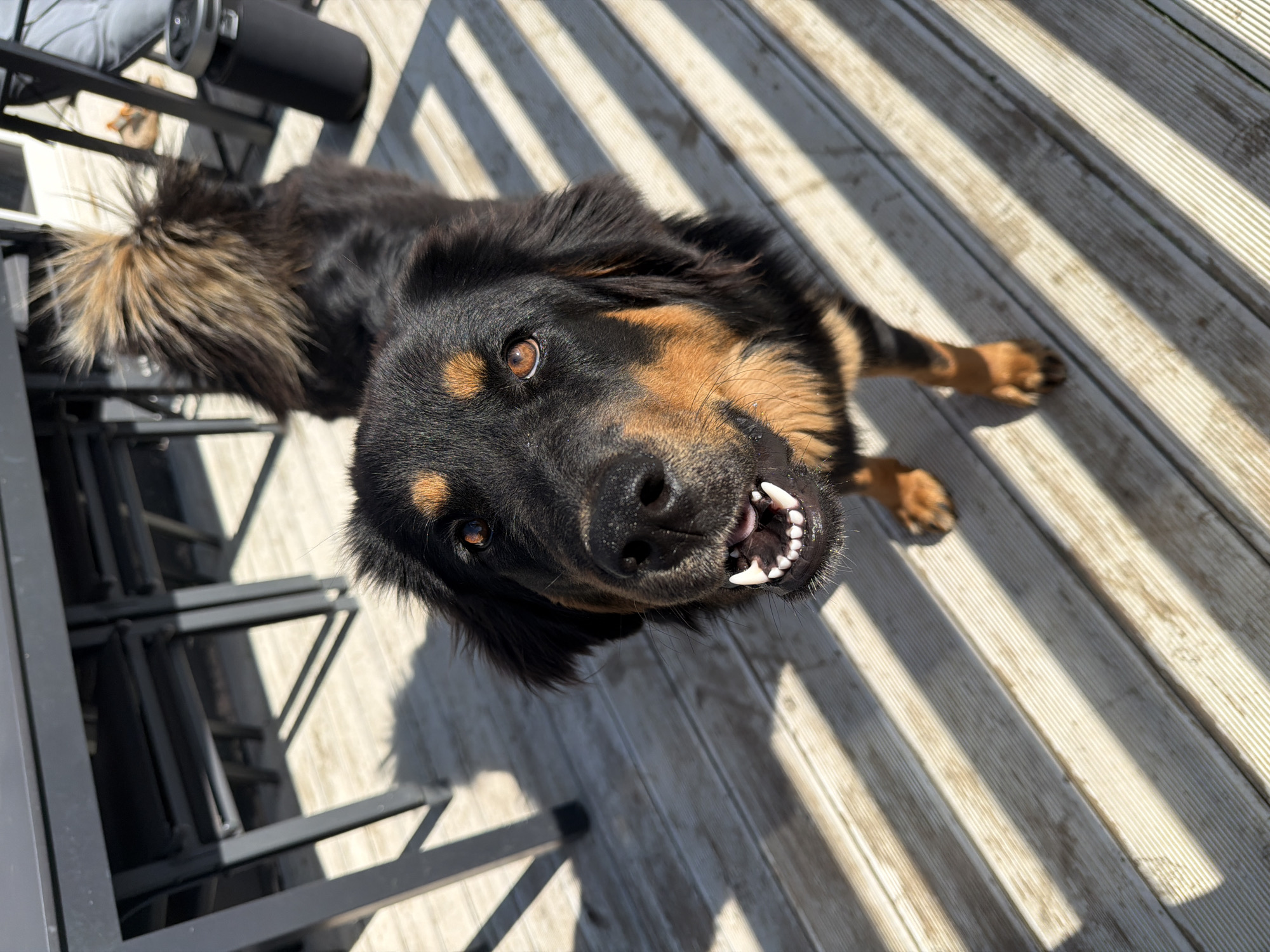 A black and tan dog is standing on a wooden deck. The dog is looking up at the camera with its mouth open, showing its teeth. The dog's fur is long and shaggy. The deck is made of wooden planks and is lit by sunlight, which casts shadows from a table and chairs. There is a black cylindrical object in the background. The image appears to have been taken outdoors in a residential area. The exact location of the city of Степаньково, Russia, cannot be determined from the image alone.