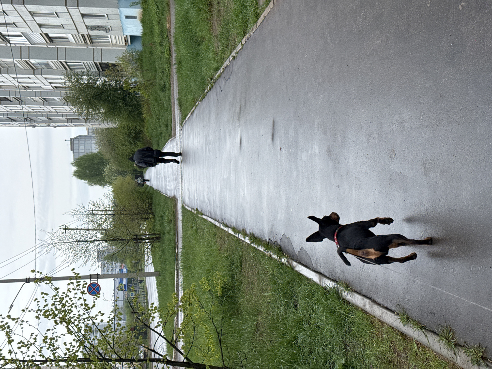 A sidewalk in Chaikovsky, Russia, likely after rain, features wet pavement flanked by green grass and foliage. A black dog wearing a red collar is running forward on the sidewalk, away from the viewer. Further down the path, a person is walking in the same direction as the dog, away from the viewer. In the background, multi-story apartment buildings are visible, along with trees and a street with road signs. The sky is overcast.