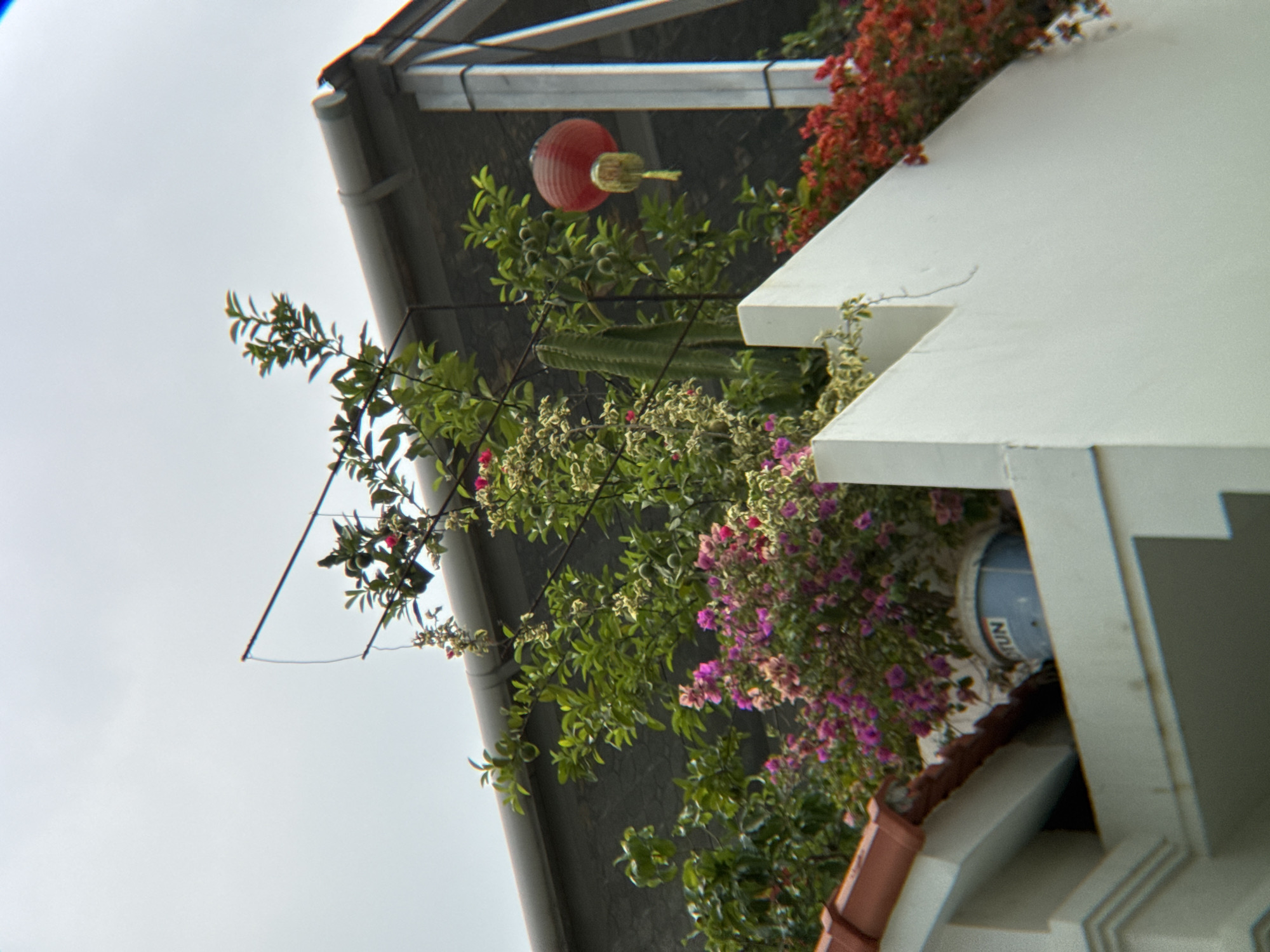 The image shows a rooftop garden in Nha Trang, Vietnam. In the foreground, a white wall with a triangular design is visible. Behind the wall, various plants are growing, including bougainvillea with pink and purple flowers, a cactus, and leafy green plants. A blue bucket with the word "TUN" is partially obscured by the flowers. To the right, a red paper lantern hangs from a thin wire. The background features a gray, textured wall and a sloped roof with a gutter. The sky is overcast and light gray. The scene appears to be a residential area, likely in a coastal city given the mention of Nha Trang, Vietnam.