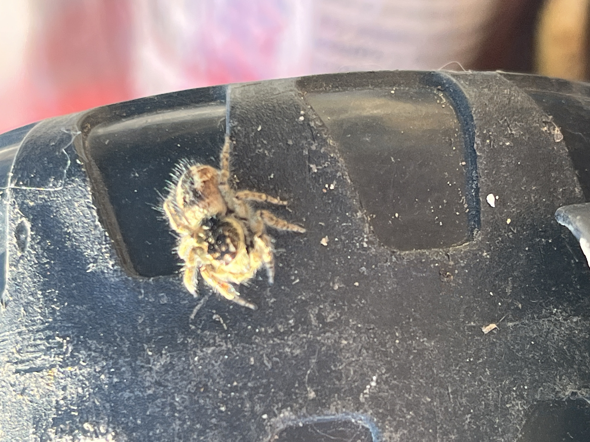 A close-up, vertical, outdoor shot focuses on a small, fuzzy, tan and black jumping spider perched on the textured surface of a dark, possibly plastic object. The spider's body is segmented, with visible legs and antennae. The background is blurred, with soft hues of pink and red, suggesting an out-of-focus environment. The dark object the spider is on appears to be a part of an outdoor object, possibly a piece of equipment or furniture, with some dust or debris scattered on its surface. There are no people or discernible structures from Krasnyye Barrikady, Russia, visible in the image.