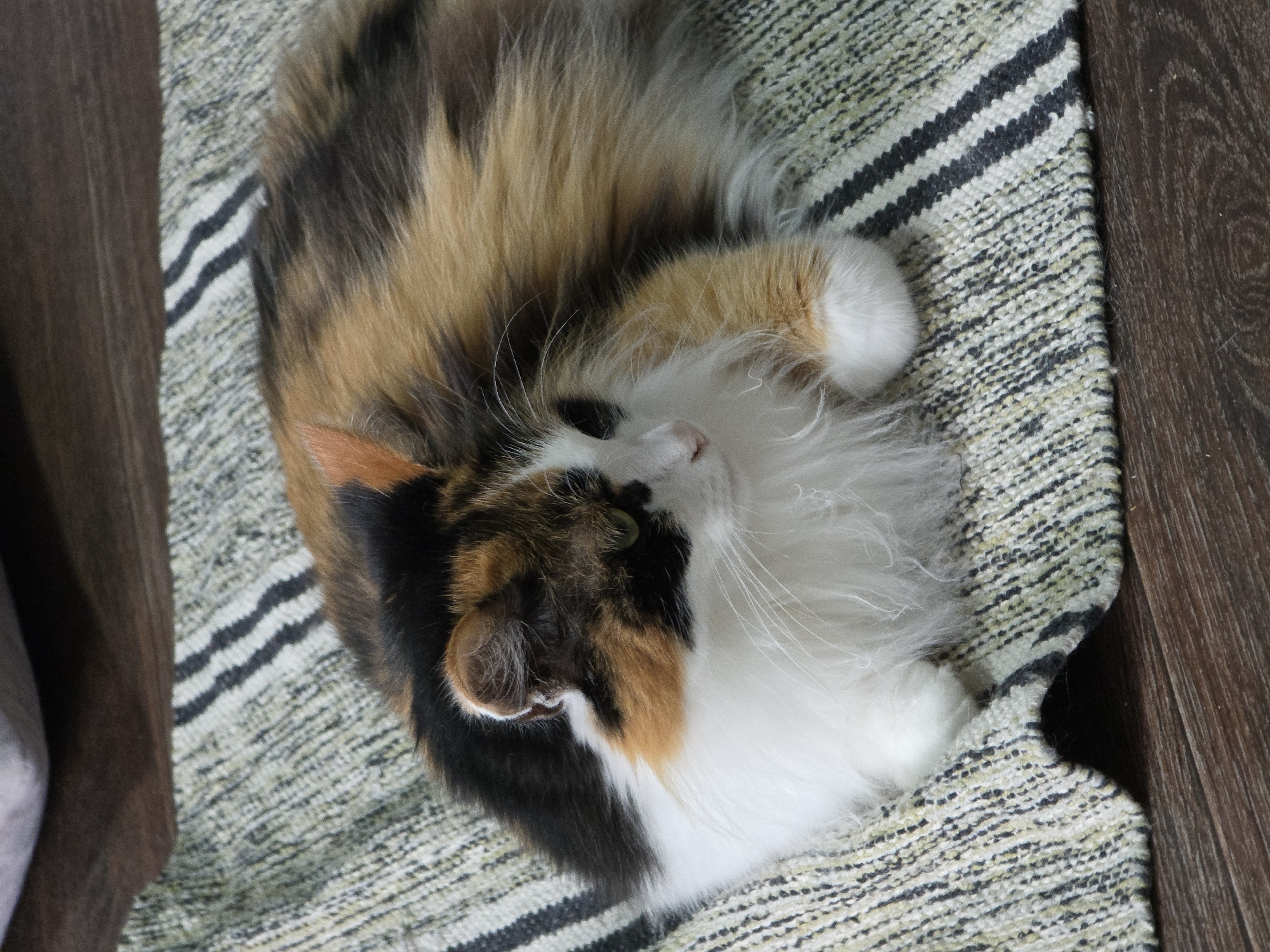 This image shows a calico cat lying on a striped rug. The cat is curled up, with its head resting on its paws. Its fur is a mix of black, white, and orange. The rug has a pattern of black and white stripes, with a textured weave. To the left of the rug is a dark brown wooden surface, possibly a floor or furniture. The scene appears to be indoors, with natural light, suggesting it might be daytime. The cat's relaxed posture and closed eyes indicate it is sleeping or resting peacefully. No text is visible in the image. The location context is Novocheboksarsk, Russia, but this detail cannot be discerned from the image itself.