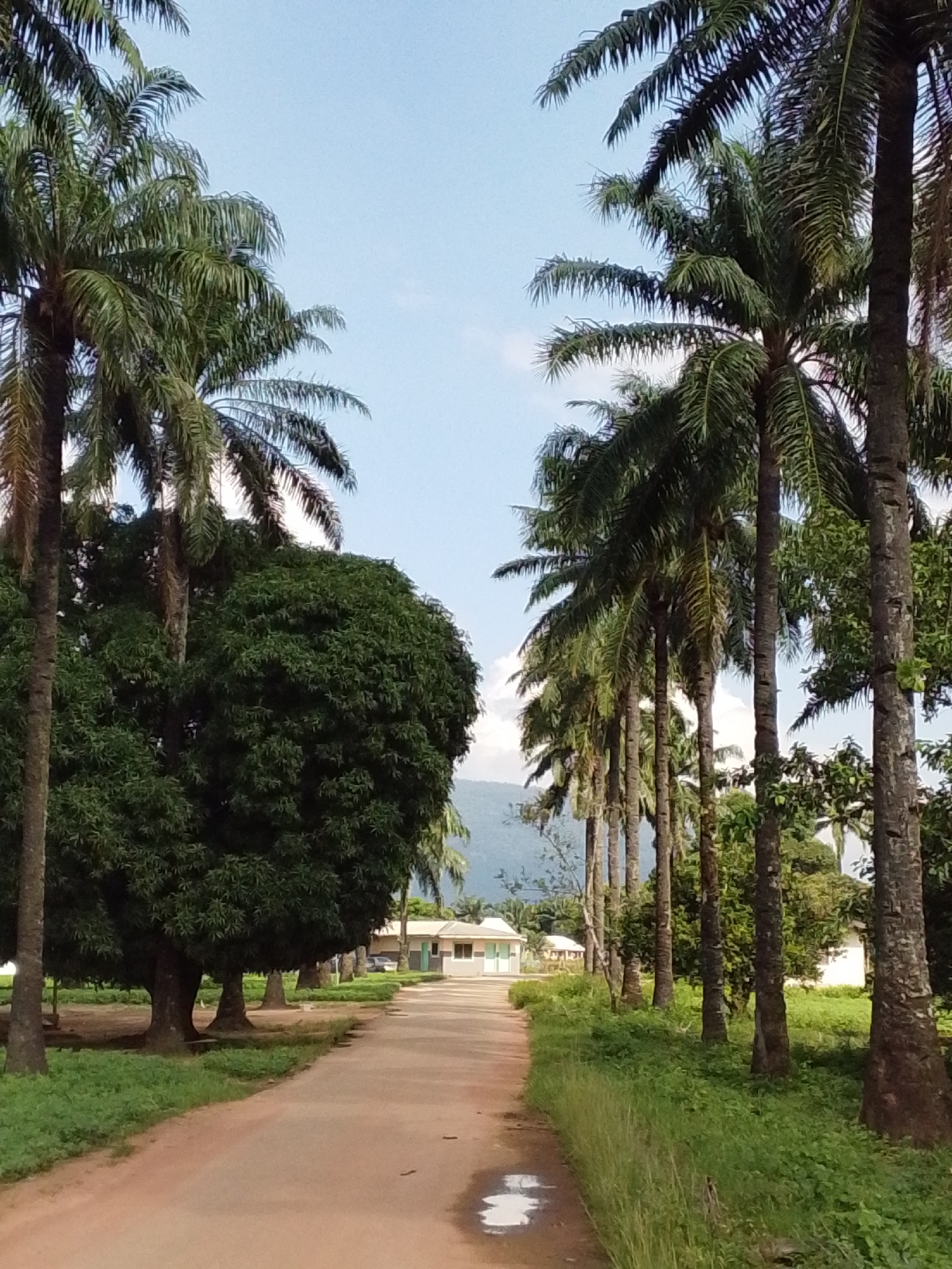 The image depicts a road lined with palm trees on either side, leading towards a cluster of buildings in the distance. The road appears to be made of dirt or gravel and is wet in places, possibly from recent rain. Lush green vegetation, including grass and bushes, grows along the sides of the road. In the background, there are several low-rise buildings with light-colored walls and darker roofs. A distant mountain range is visible under a clear blue sky with a few scattered clouds. The scene suggests a rural or semi-rural setting in the city of Serti, Nigeria. There are no people or animals visible in the image.