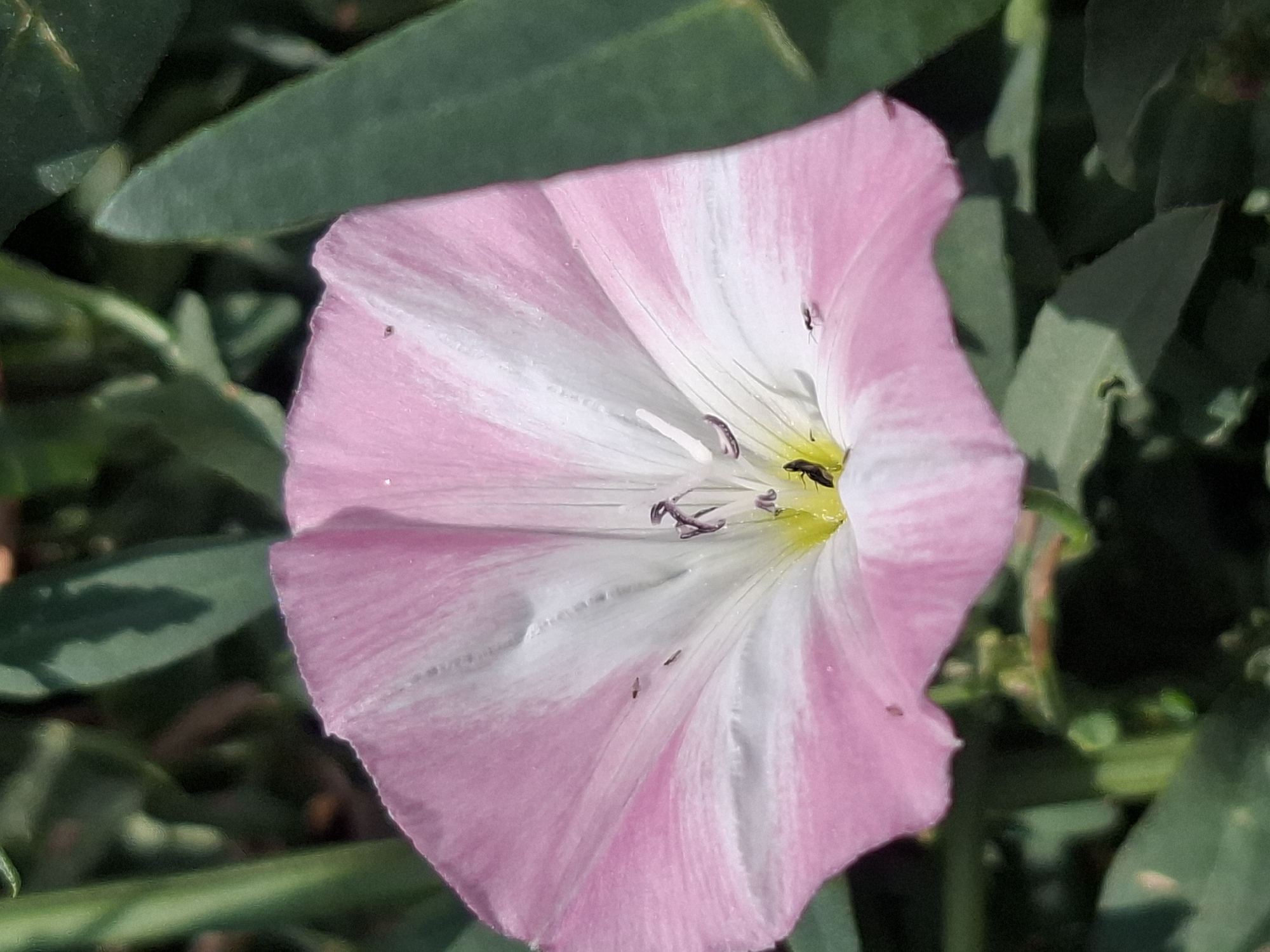 A close-up, slightly angled shot captures a single, open pink and white morning glory flower. The flower's petals are a soft pink, transitioning to white towards the center, with delicate veins visible. Several small, dark insects are present on the petals, with one insect appearing to be yellow and black within the flower's throat. The background is a blur of green foliage, suggesting an outdoor setting with plants. The image does not provide specific visual cues to indicate its location in the city of Almaty, Kazakhstan.