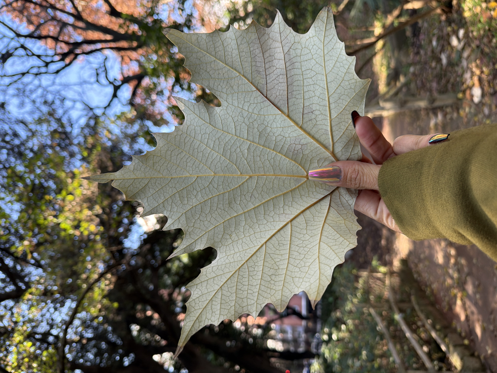 An outdoor, eye-level, medium shot captures a person's hand holding up a large, pale green, dry leaf against a blurred background of trees and a path. The leaf, which appears to be a sycamore leaf due to its distinctive shape and prominent venation, is held in the foreground, dominating the frame. The texture of the leaf's veins is clearly visible. The person's hand, with long, iridescent nails and a green sleeve, is positioned at the bottom of the frame. The background depicts a park-like setting with trees exhibiting autumn colors and a pathway winding through them, suggesting a location in Buenos Aires, Argentina, during the fall season. The lighting indicates it is daytime, with dappled sunlight filtering through the leaves.