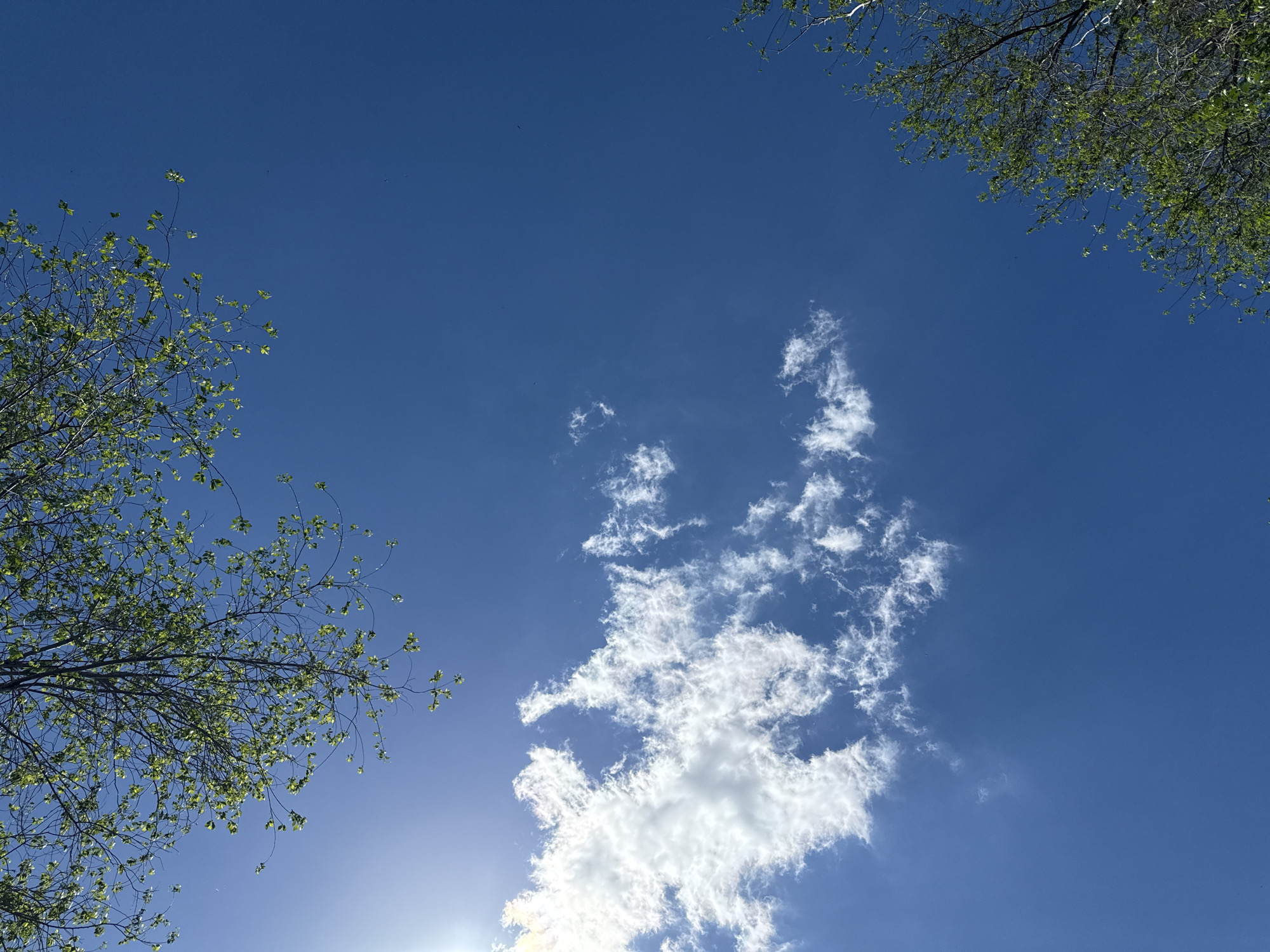 The image presents a view of the sky framed by trees. The sky is predominantly blue, with white clouds concentrated in the central and lower portions of the frame. Tree branches with green leaves are visible in the upper right and lower left corners. The sun appears to be behind the clouds at the bottom, creating a bright spot in the image.
Location: Unknown, Unknown.