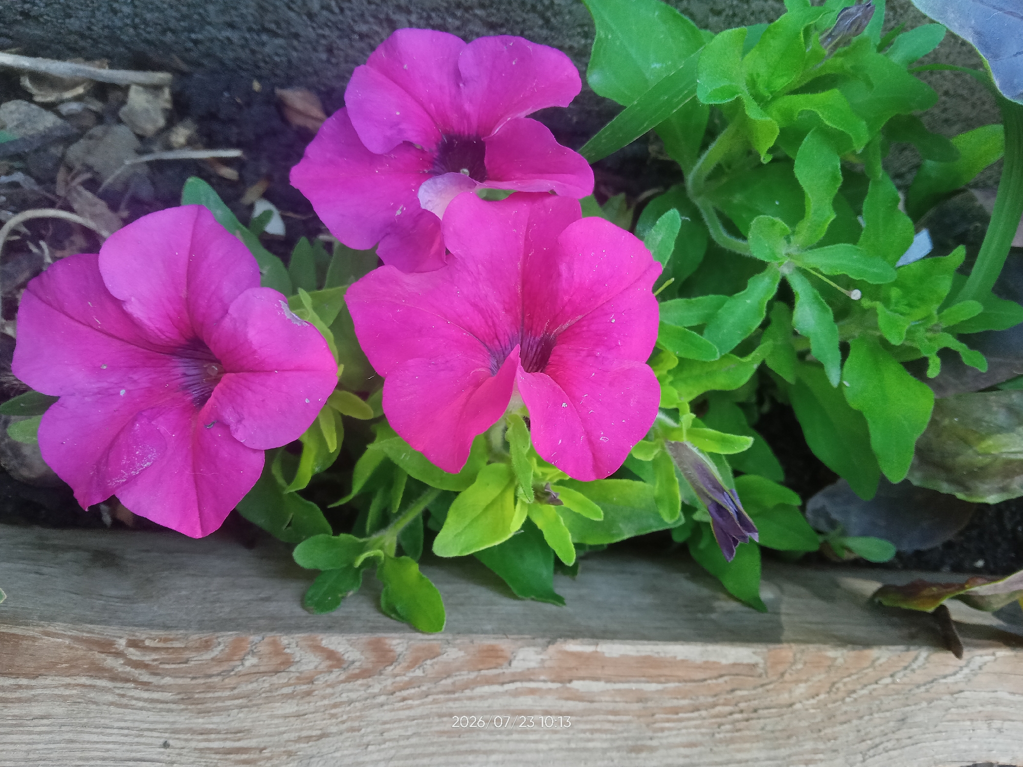 A close-up, eye-level shot focuses on three vibrant pink petunia flowers and their lush green foliage, set against a dark, textured background that appears to be soil and rocks. The flowers, with their trumpet-shaped petals and dark centers, dominate the foreground. The leaves are a bright, verdant green, some showing slight wilting or damage. A single unopened purple bud is visible among the leaves. A weathered wooden surface runs horizontally across the bottom of the frame, providing a natural border. The image is framed with a date and time stamp in the lower right corner, "2026/07/23 10:13", indicating it was taken in Kurgantepa, Uzbekistan. The scene appears to be a garden or outdoor planter, with the focus on the vibrant colors and textures of the flowers and plant life.