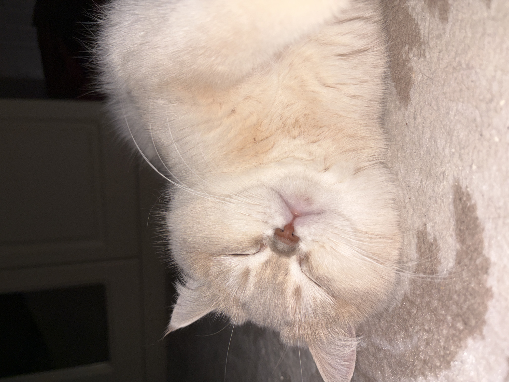 The image shows a cat sleeping on its back on what appears to be carpet. The cat is light beige in color with closed eyes and a pink nose. Part of a dark background is visible in the upper left. The location is not identifiable as Chaikovsky, Russia from the image alone.