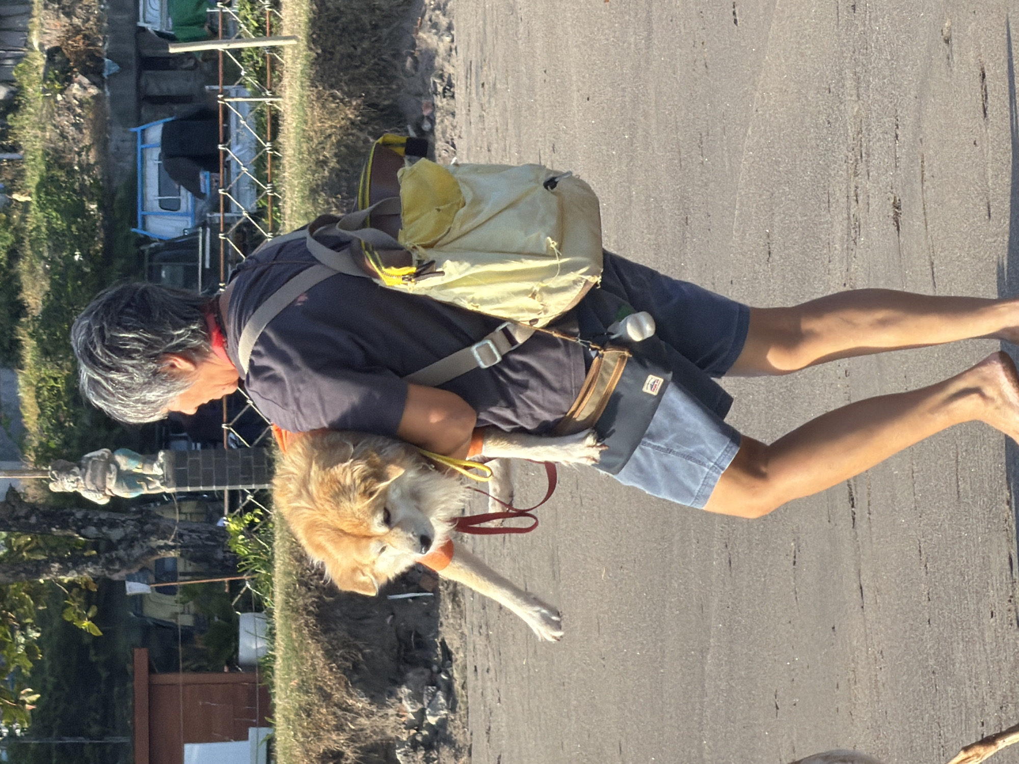 A person with gray hair, wearing a dark t-shirt and blue shorts, is walking on a sandy beach in North Kuta, Indonesia. The person is carrying a small, light brown dog in their arms. The dog is wearing an orange harness. The person has a yellow and brown bag slung over their shoulder and a smaller pouch attached to their waist. In the background, there is vegetation, a small building, a fence, and vehicles. The scene appears to be a sunny day.