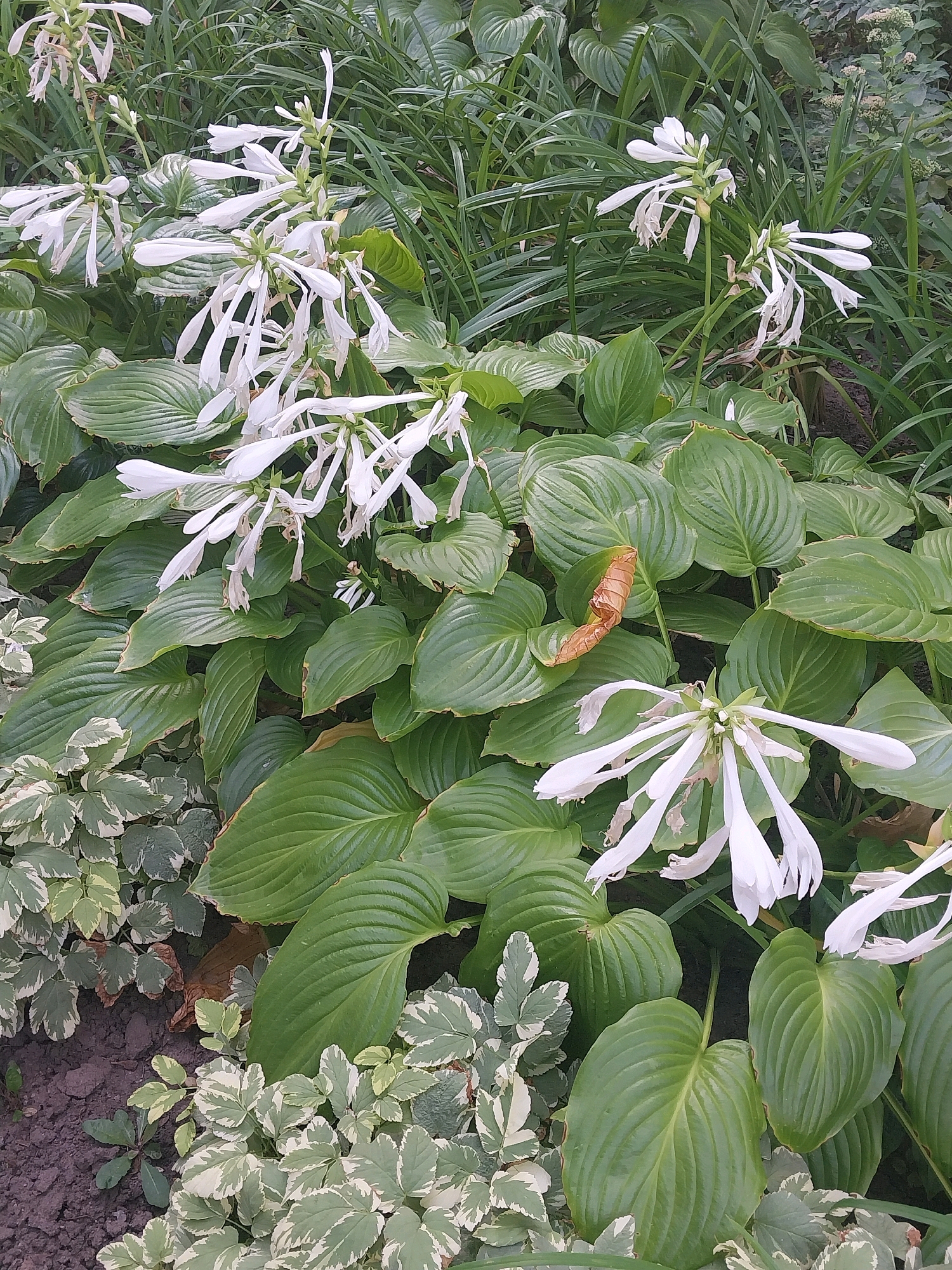 The image shows a dense garden bed with large, green hosta leaves and several tall stalks of white, trumpet-shaped flowers. The flowers are delicate and appear to be wilting, with some petals curling and browning. In the foreground, a smaller ground cover plant with variegated green and white leaves is visible. The overall impression is one of lush, overgrown nature. The scene is likely located in a garden in the city of Dnipro, Ukraine, judging by the context provided.