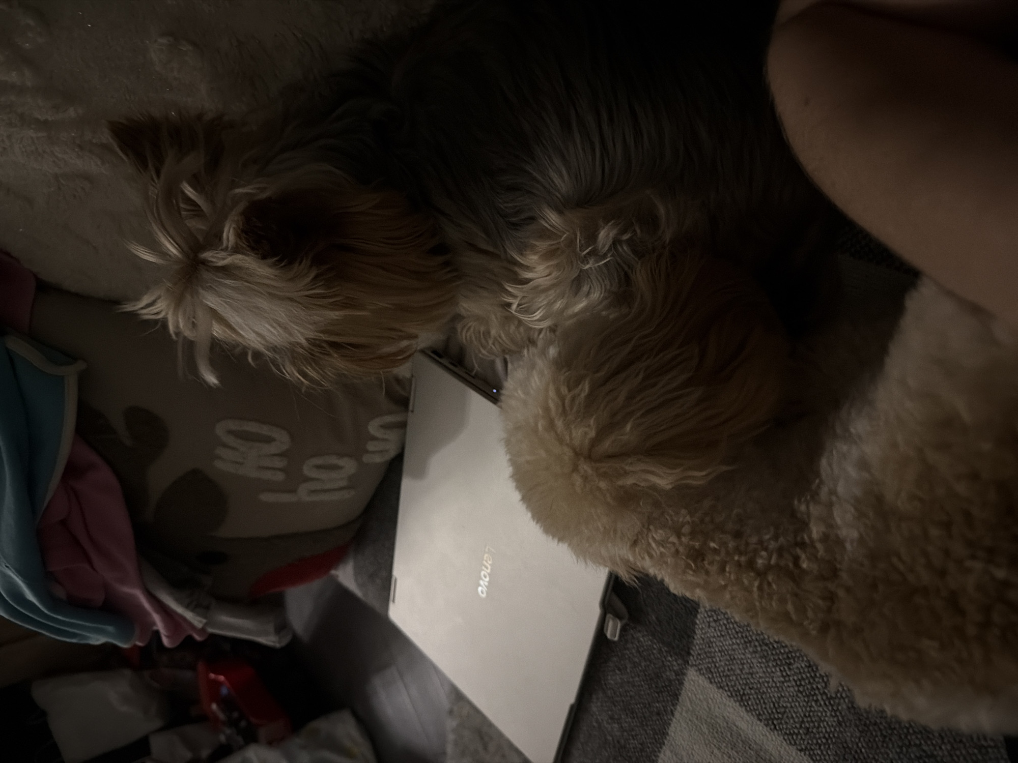 In a dimly lit room, a silver Lenovo laptop rests on a gray and white checkered blanket. Two dogs, one a Yorkshire Terrier and the other a golden doodle, are nestled together. The Yorkshire Terrier is positioned behind the laptop, its head visible, while the golden doodle lies in front, its fluffy body partially obscuring the laptop. In the background, a pillow with a "Ho Ho Ho" design and some folded clothes are visible. The overall scene suggests a cozy, indoor setting, possibly a living room or bedroom. The image does not provide any information or context related to the city of Bila Tserkva, Ukraine.