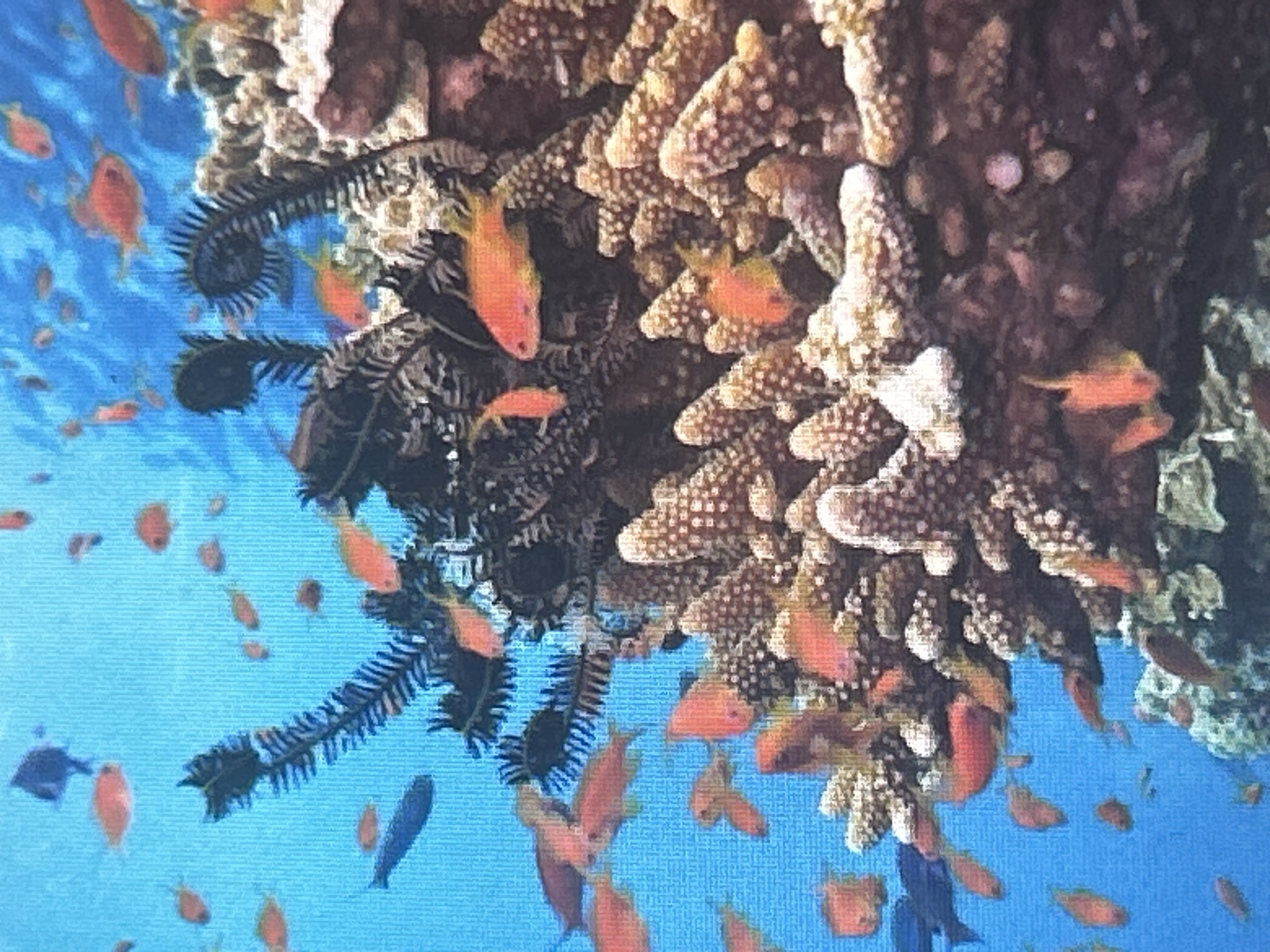 The image depicts an underwater scene in an aquarium. The primary subjects are a variety of small, colorful fish, predominantly orange and red, swimming among coral formations. There are also two dark, feathery sea creatures that appear to be crinoids attached to the coral. The background is a vibrant blue, suggesting clear water. The coral itself is light brown and textured, with some white areas that might be bleached or dead coral. The fish are in various positions, some swimming individually, others in small groups. No people are visible in the image. The setting is clearly an artificial environment, likely a public aquarium or a large home aquarium, given the clarity of the water and the density of the fish and coral. The specific location in Sofia, Bulgaria, is not discernible from the visual information provided in the image.