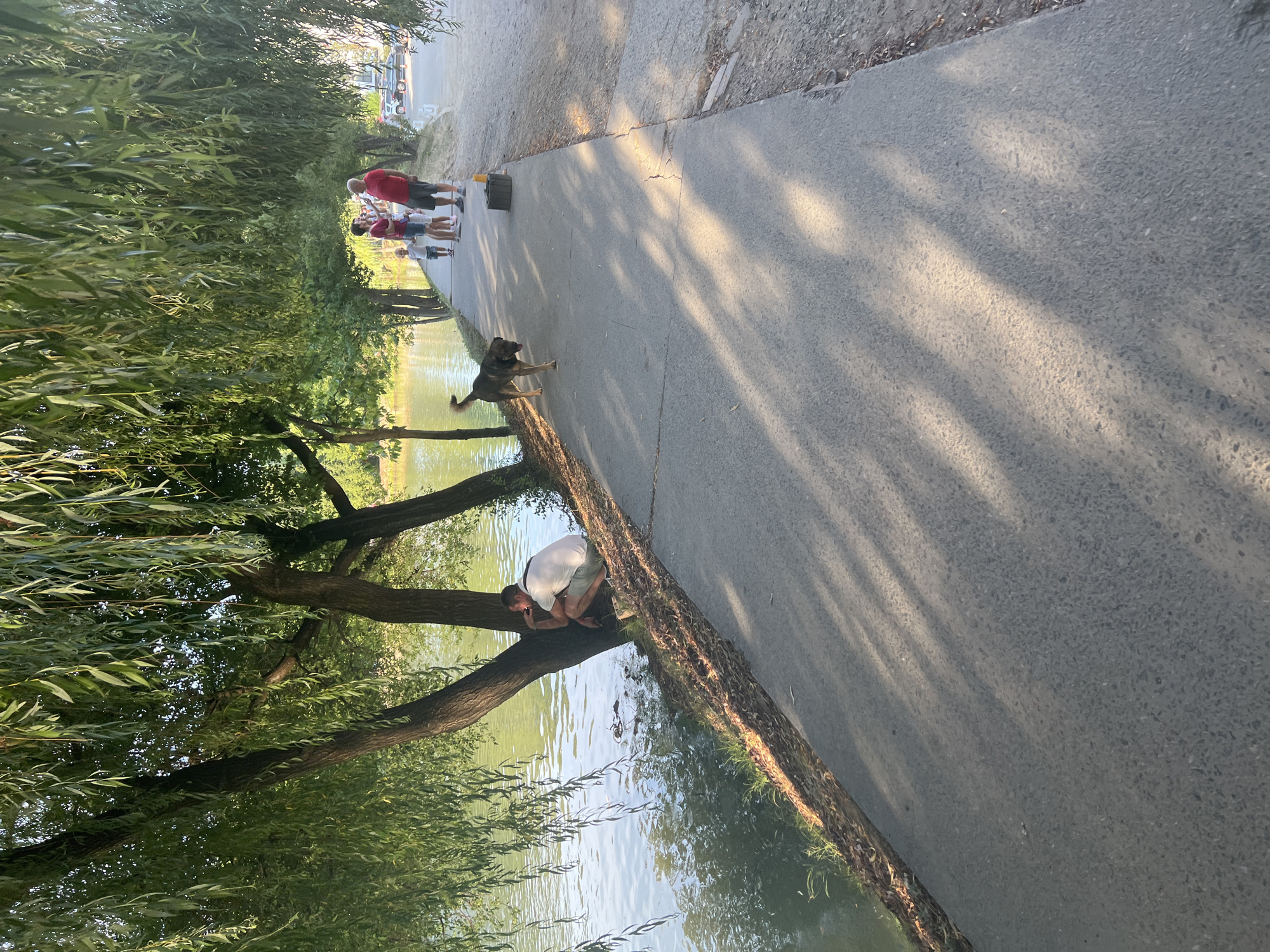 The image shows a paved path alongside a body of water, likely a lake or river, in the city of Сонячне, Ukraine. Dense willow trees with long, hanging branches overhang the path and water. In the foreground, a man is crouched by the water's edge, leaning against a tree trunk. Further down the path, a dog walks towards the viewer. In the background, a group of people, including adults and a child, are standing on the path. The scene appears to be a park or recreational area, with dappled sunlight filtering through the leaves, casting shadows on the path.