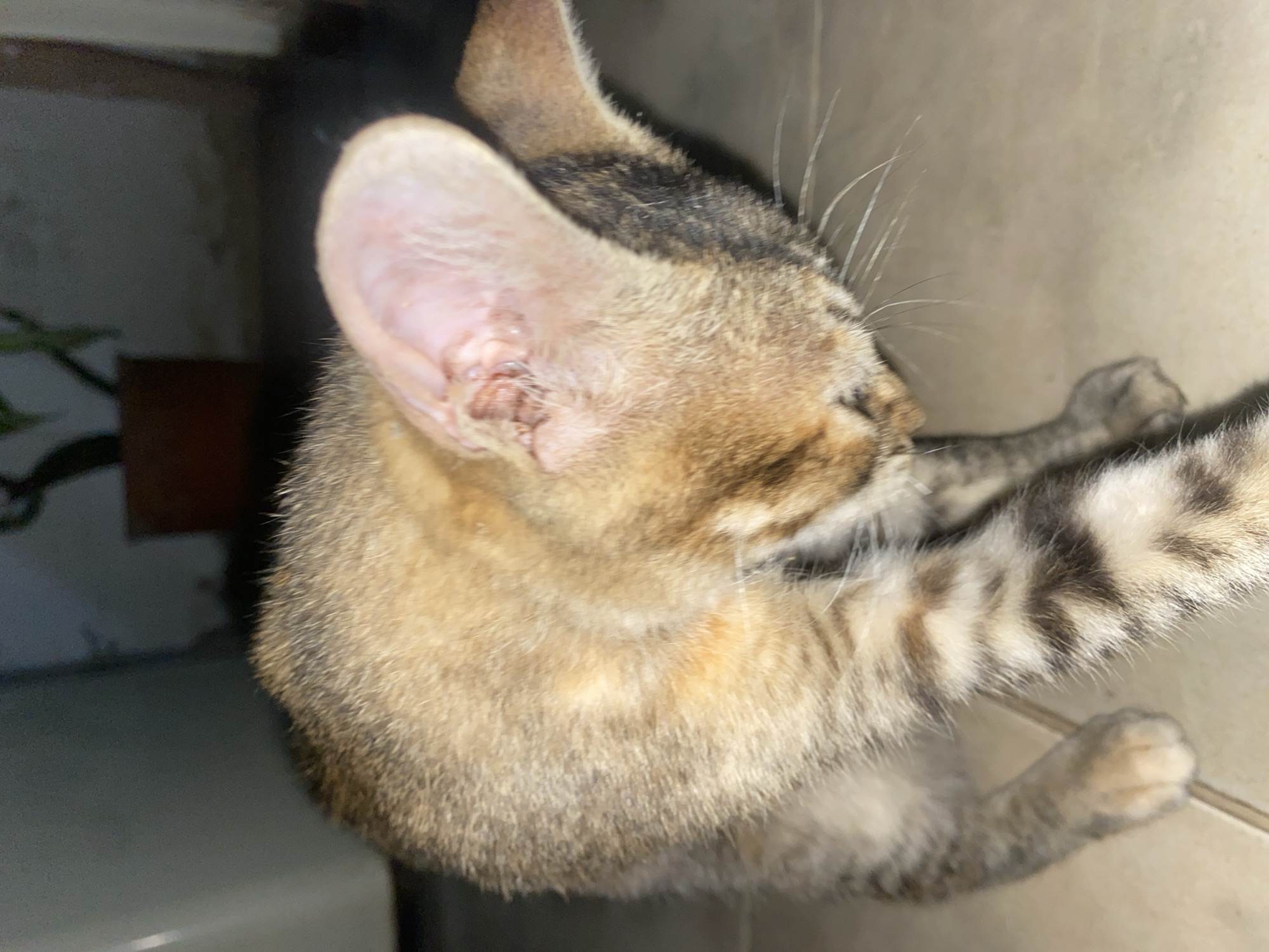 A close-up, top-down shot of a brown and black striped tabby cat grooming its front paw. The cat's right ear is prominent in the image, showing some minor injuries or scabs. The background includes a light-colored tile wall and a darker, undefined area, possibly an indoor space. Location: Tinaquillo, Venezuela is provided but not verified from the image alone.