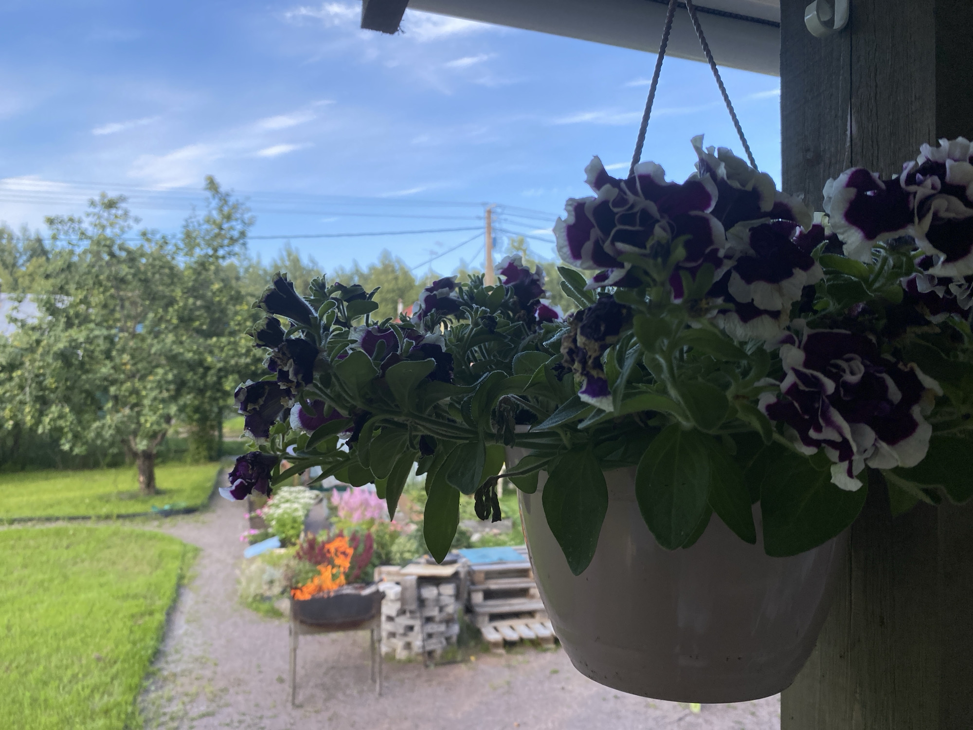 A hanging planter with dark purple and white petunias is in the foreground, obscuring the view of a wooden post and a portion of a porch roof. The planter is suspended by a rope. Behind the planter, a pathway winds through a grassy yard with trees. In the middle ground, a barbecue pit with a fire is visible, along with some stacks of pallets and bricks. In the background, power lines stretch across a blue sky with scattered clouds, and more trees line the horizon. The scene appears to be a residential outdoor setting, possibly in Leipyasuo, Russia. There are no people or animals present in the image.