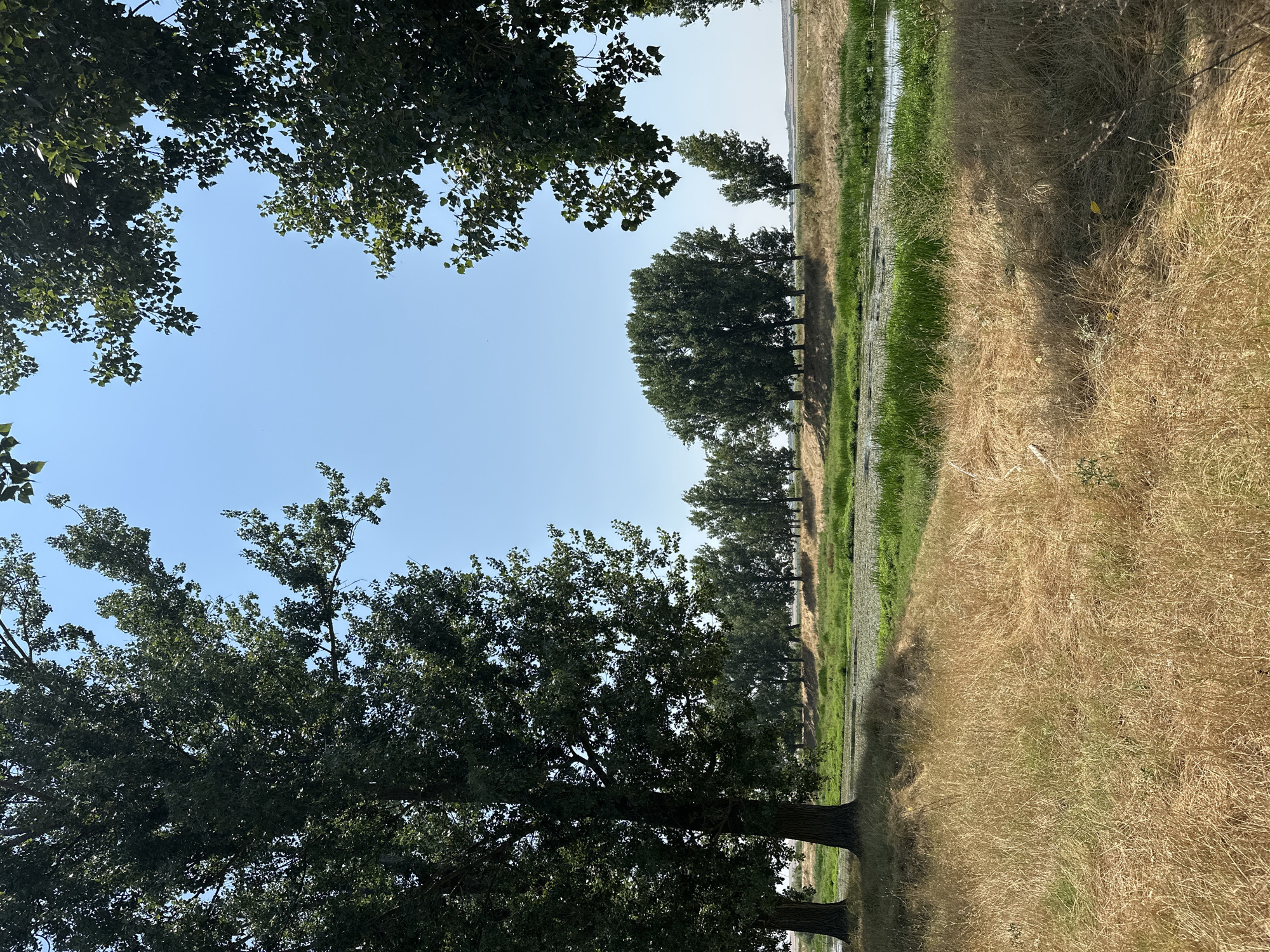 A photograph captures a serene natural landscape under a clear blue sky. In the foreground, dry, golden grass covers the ground, with shadows cast by unseen trees. To the left, two large trees with dark, thick trunks and lush green foliage dominate the scene. Beyond the trees, a calm body of water is visible, reflecting the sky and bordered by vibrant green reeds and plants. Further in the distance, a line of tall, slender trees forms a natural boundary, beyond which lies a field of dry grass extending to the horizon. The overall impression is one of a peaceful, sun-drenched rural environment.