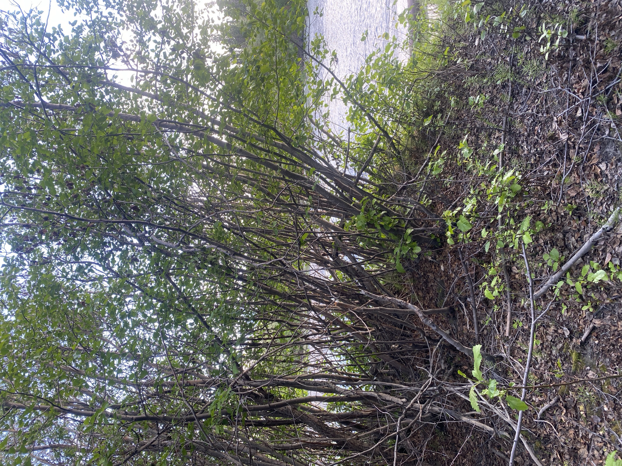 A dense thicket of young trees with green leaves and thin, brown branches grows along the bank of a calm body of water. The ground is covered with fallen leaves and small green plants. The water, which appears to be a river, reflects the overcast sky and is edged by more trees in the background. The image was taken in Haines Junction, Canada.