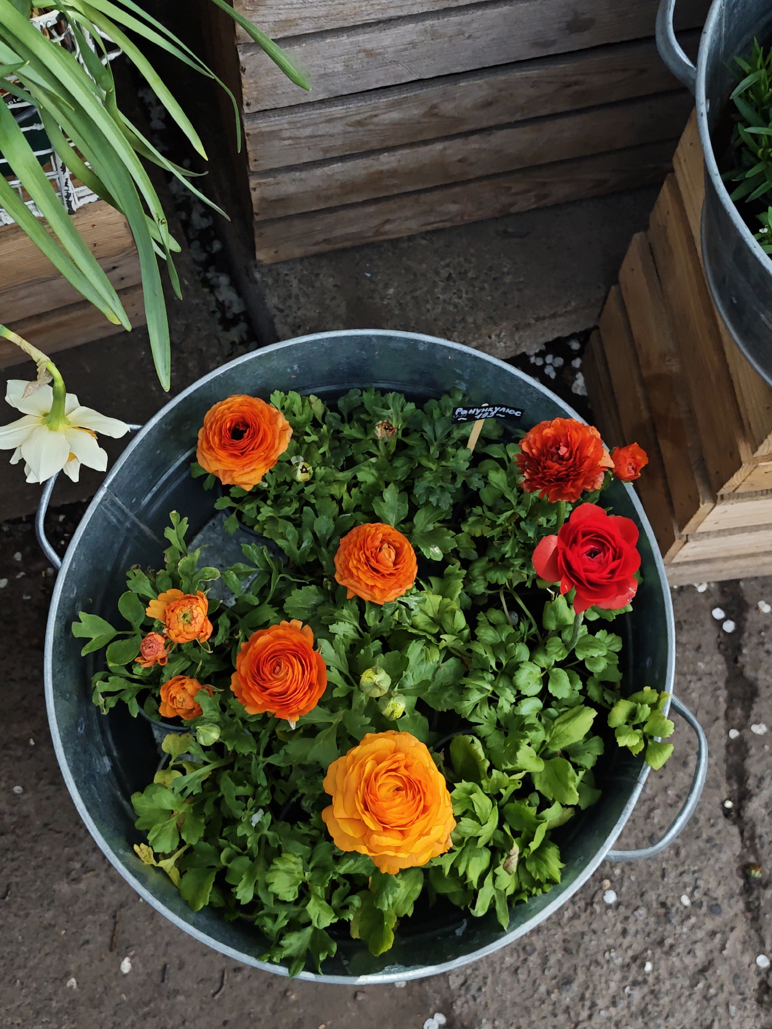 An overhead shot depicts a galvanized metal bucket filled with vibrant orange and red ranunculus flowers and green foliage. The bucket sits on a concrete surface marked with scattered white debris. To the upper left of the bucket, green leaves protrude from another container, partially obscured by a wire cage. Behind the bucket, a weathered wooden structure forms a backdrop. A single white daffodil hangs over the edge of the bucket on the left. A small price tag reading "Ranunculus" is stuck in the middle. The location is presumed to be Kyiv, Ukraine.
