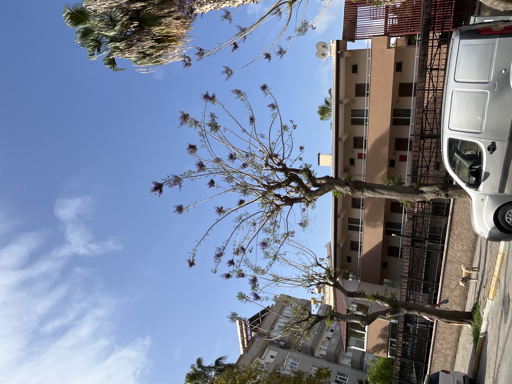 The image is taken in Alanya, Turkey. It shows a street scene with a blue sky and scattered clouds overhead. Two Jacaranda trees with purple flowers are prominent in the foreground, their branches extending across the frame. A multi-story building with a brown facade and dark balconies stands to the right, adjacent to a parked white van. A black metal fence runs along the side of the building. A person is walking a small dog on a leash, close to the van. Another building with a gray facade is visible in the background to the left, partially obscured by trees. The scene is well-lit, suggesting a sunny day.