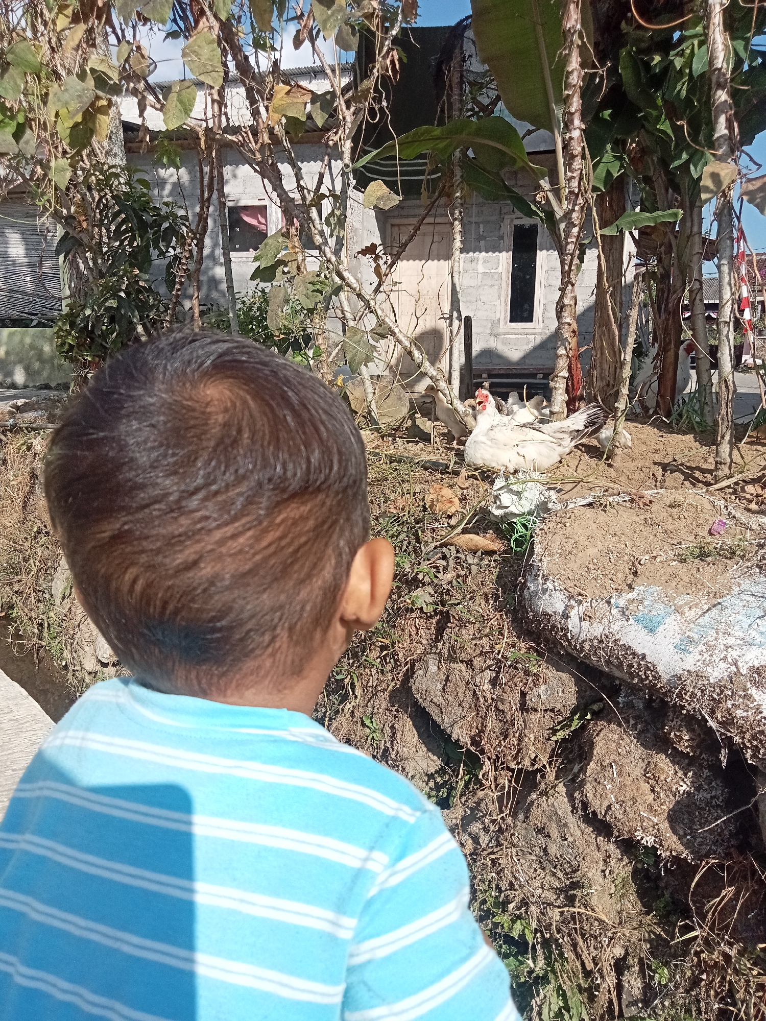 In the city of Pancurwening, Indonesia, a young boy wearing a blue and white striped shirt is seen from behind, observing a group of white ducks in a yard. The ducks are situated on a patch of dry dirt and grass, with some vegetation and a partially visible building in the background. The building appears to be constructed of concrete blocks and has several windows. The overall environment suggests a rural or semi-rural setting with natural elements and simple structures.
