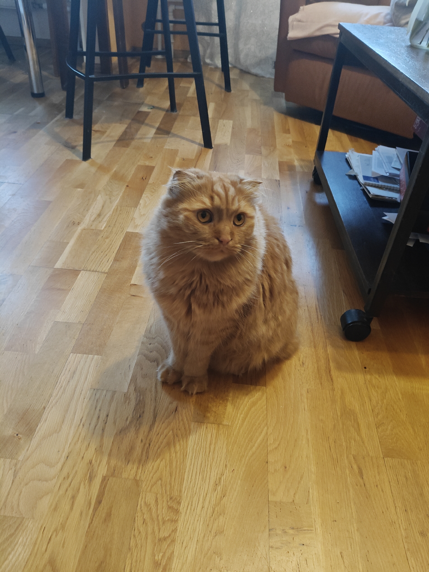 A fluffy, orange cat sits on a light-colored wooden floor in what appears to be an indoor residential setting. The cat is facing forward with its eyes open. Behind the cat, a dark metal-legged stool is visible, along with a brown sofa and a dark rolling cart with papers on its lower shelf. The lighting suggests an indoor environment. There is no information about the location in the city of Tallinn, Estonia.