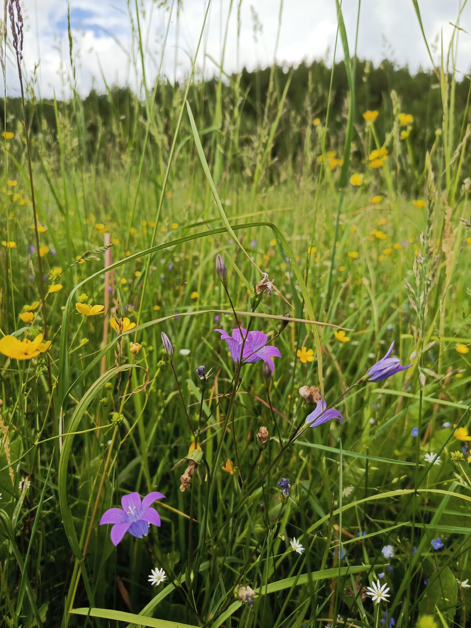 A low-angle, eye-level view captures a meadow filled with lush green grass and scattered wildflowers. The foreground is dominated by tall blades of grass and several purple bellflowers, with one prominent bellflower in the lower left quadrant exhibiting five distinct petals and a lighter purple stamen. To its right, a closed purple bellflower bud hangs downward. Yellow buttercups are visible throughout the midground, interspersed with smaller white and blue wildflowers. The background consists of a dense line of dark green trees under a cloudy sky with patches of blue. The overall impression is one of a vibrant, natural landscape, likely taken during daylight. No people are present in the image. This scene is situated in Chumna, Russia.