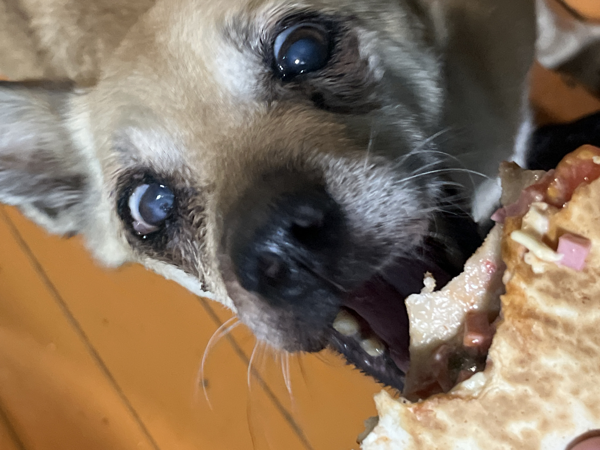 A close-up shot shows a light brown dog with cloudy eyes, its mouth open to bite into a folded pizza or quesadilla. The filling contains tomato, cheese, and small cubes of ham. The background shows an orange surface. The location is not discernible from the image.