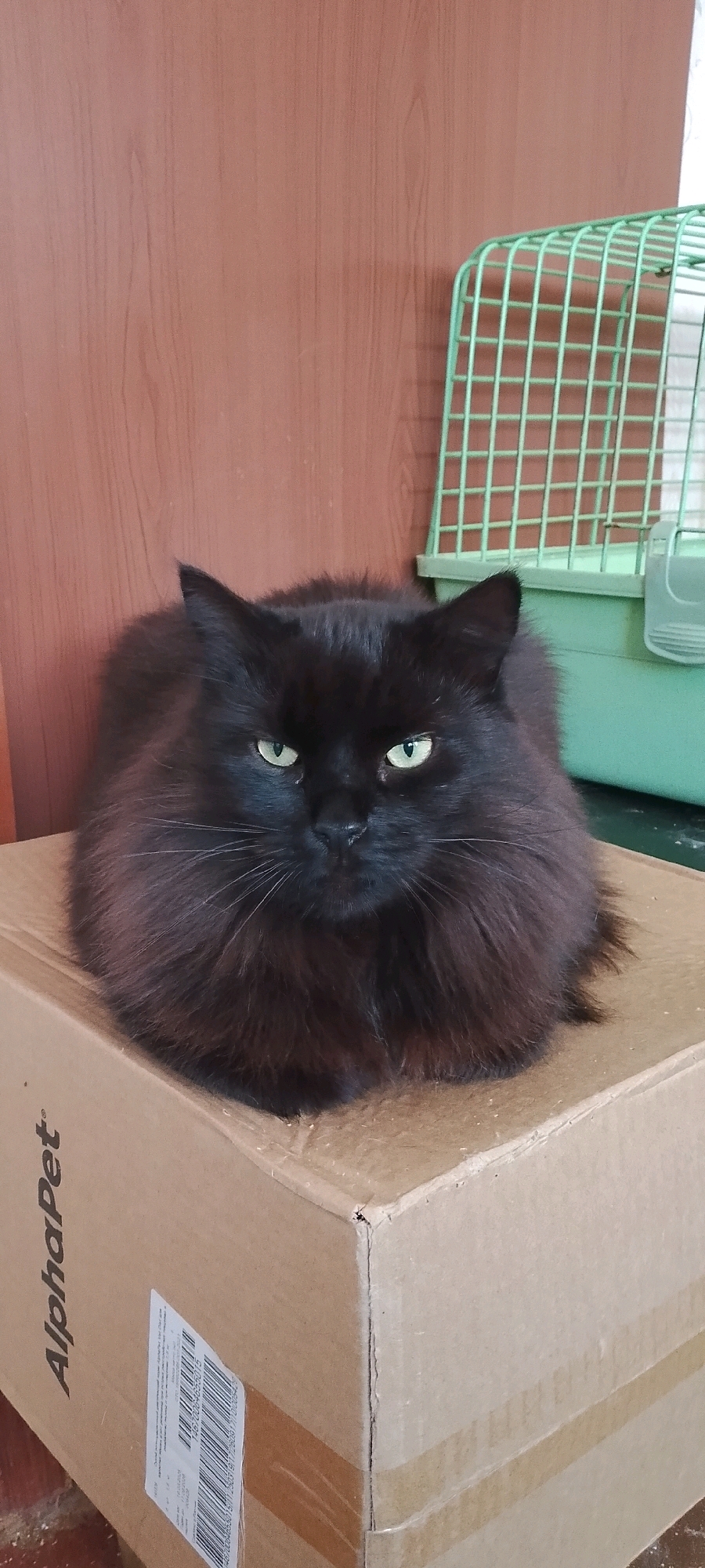 A fluffy black cat with green eyes is sitting on top of a cardboard box. The cat is facing the camera and appears to be resting. The box has text and a barcode label on it. In the background, there is a light brown wooden surface and a green pet carrier. The scene appears to be indoors, possibly in a home or storage area, and is not located in Belgorod, Russia.