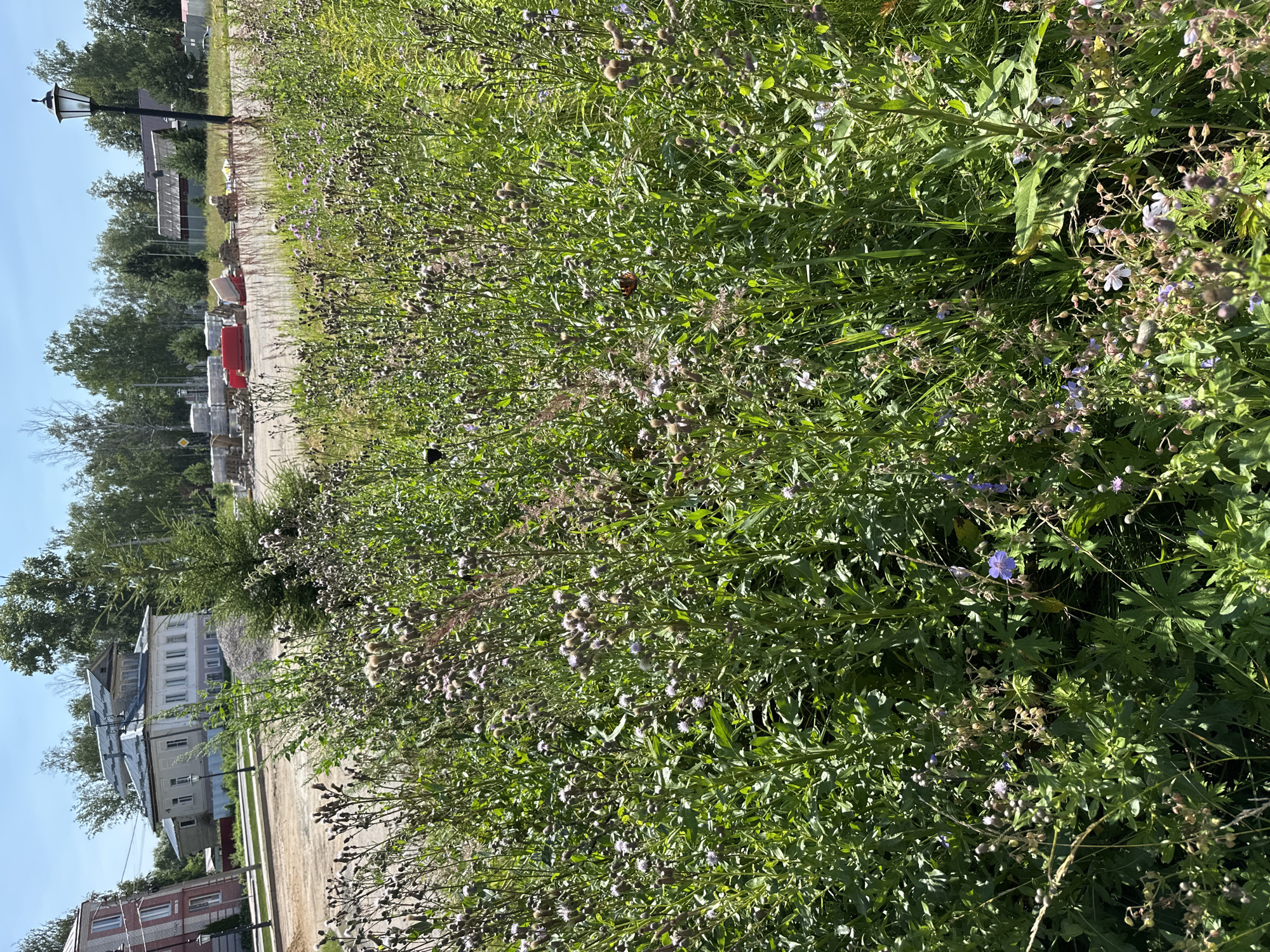 In a sunlit outdoor environment, a dense patch of green, leafy vegetation with scattered purple and pink flowers fills the foreground. The plants, some reaching waist height, are a mix of tall stalks and smaller bushes. Among the foliage, a few insects are visible: a small dark butterfly is perched on a plant stem, and an orange butterfly is on another. In the background, beyond the vegetation, a dirt area is visible, with piles of construction materials such as pallets, red plastic barriers, and gravel. A street lamp stands on the left side of the dirt area. Further back, several buildings are situated, including a light-colored, two-story building with a grey roof, and a red brick building. Trees with green foliage line the background, and a clear blue sky is overhead.