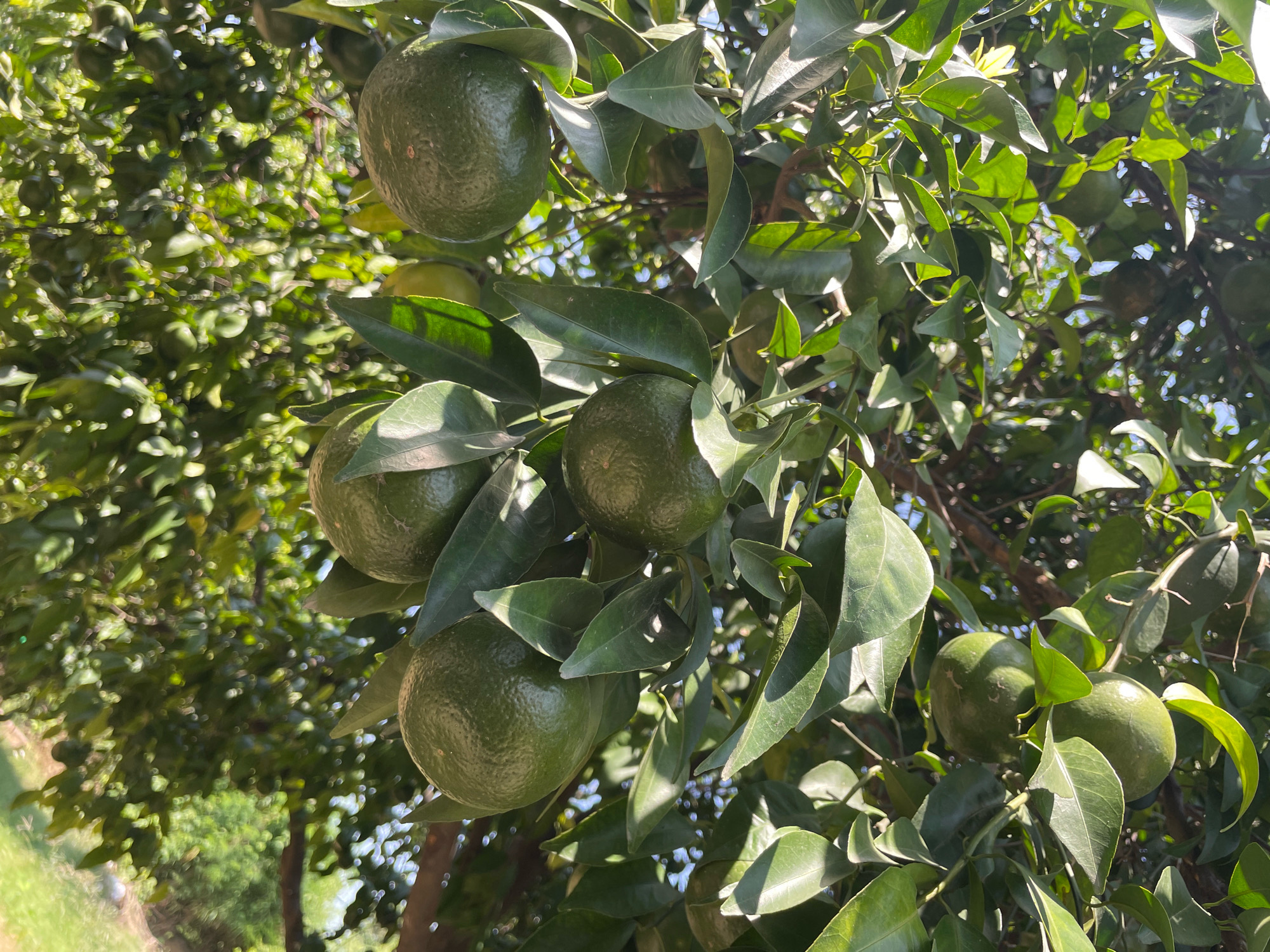 A close-up, low-angle shot captures a cluster of green citrus fruits hanging from a tree. The fruits are round and bumpy, with a dark green hue. Lush green leaves, some catching the sunlight and showing veins, surround the fruits. The background is a blur of more greenery and the bright blue sky, indicating an outdoor setting, likely a grove or orchard. The image appears to be taken in Bhapoo, India, suggesting a local agricultural landscape.