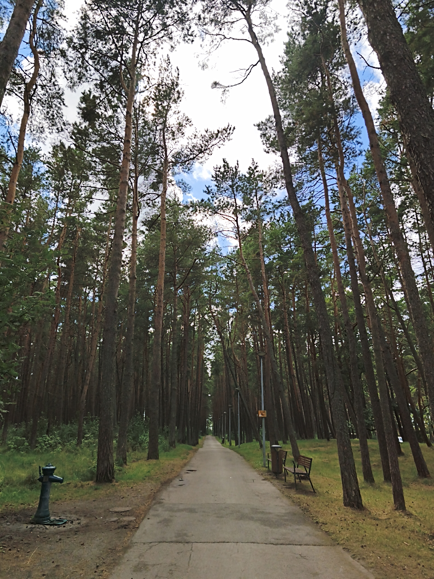 The image depicts a paved pathway winding through a dense forest of tall pine trees. On the left side of the pathway, near the foreground, is a dark green, vintage-style water fountain. Further down the path, on the right side, there is a wooden bench and a trash receptacle. The trees are tall and slender, with their branches forming a canopy overhead, allowing glimpses of a blue sky with white clouds. The ground alongside the path is covered in grass and pine needles. The scene appears to be a park or a recreational area. Given the context of Tallinn, Estonia, this could be a path in the Pirita Forest or another forested area within the city. There are no people visible in the image.