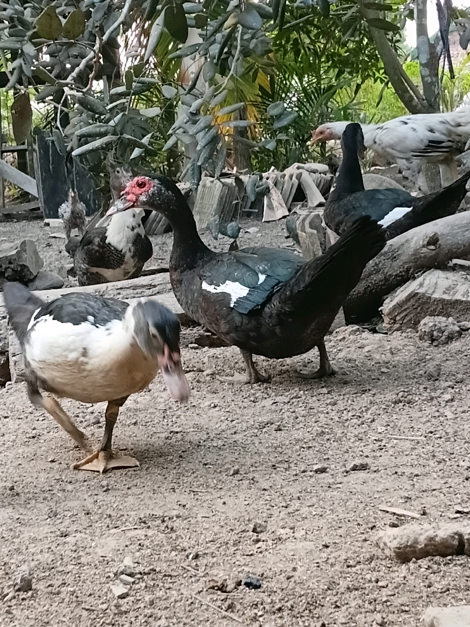 In Margo Rukun, Indonesia, a scene unfolds outdoors with several domestic fowl on a gravelly, dirt ground. In the foreground, a black and white Muscovy duck is captured mid-stride, its head turned to the left with its beak slightly open. To its right and slightly behind, a larger, dark-feathered Muscovy duck stands facing right, its red facial caruncles prominent. Further back, another dark-feathered Muscovy duck is visible, and behind it, a white chicken with black speckles pecks at the ground. The environment is characterized by lush green foliage in the background, with branches and leaves creating a natural, somewhat overgrown setting. Various rocks and wooden debris are scattered around, suggesting an outdoor enclosure or yard.