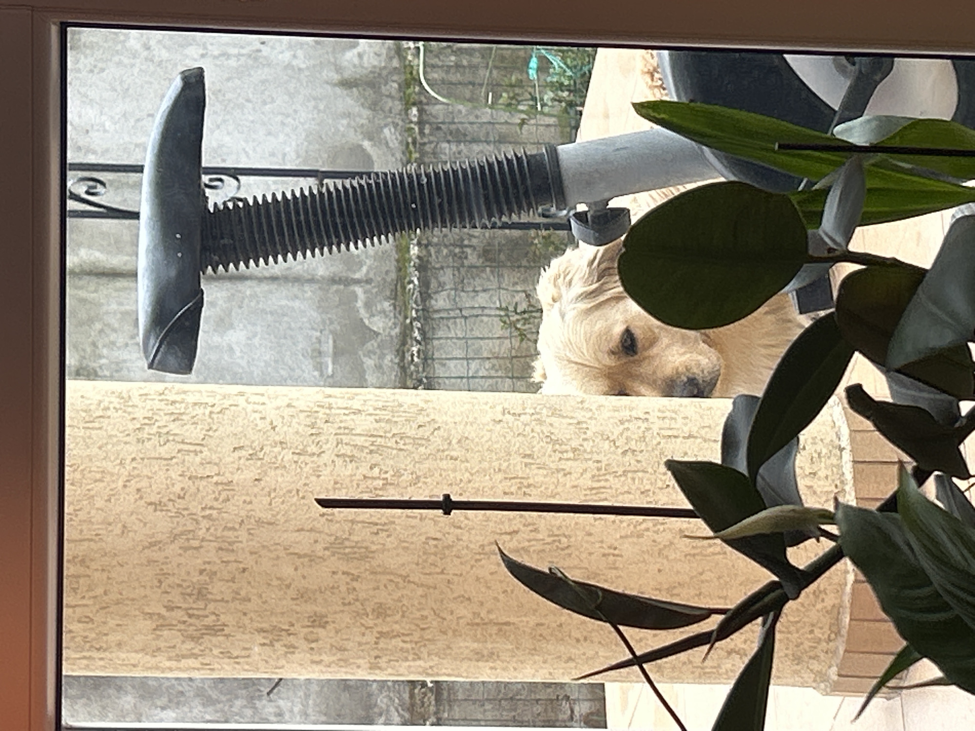 The photograph, taken from inside a building in Sofia, Bulgaria, shows a portion of a golden retriever dog peeking over a textured, tan-colored exterior wall. Outside the window is a metallic, accordion-style tube attached to what appears to be a leaf blower. A plant with large, green leaves is partially visible in the foreground, obscuring some of the scene. The exterior background shows a fence and a building constructed with gray blocks. The scene is viewed through a window frame, slightly tinted from the inside.