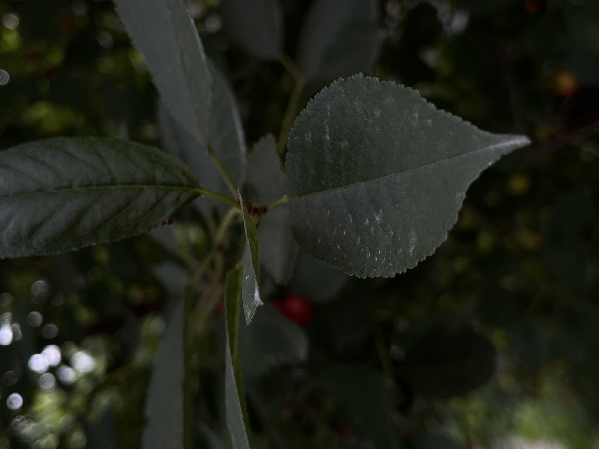 This media file is a close-up, slightly blurry photograph of dark green leaves on a branch, with a few out-of-focus red cherries visible in the background. The leaves are the main subject, with one large leaf prominently featured on the right side of the frame, its serrated edge clearly defined. Another leaf is visible on the left, appearing flatter and longer. The overall setting appears to be outdoors, with dappled light suggesting a natural environment, possibly a garden or park. The out-of-focus circles of light in the background could indicate sunlight filtering through trees. The presence of cherries suggests a fruit-bearing tree. Given the location context of Lviv, Ukraine, the scene likely depicts a common tree found in the region, such as a cherry tree, during its fruiting season. The lighting and focus create a somewhat moody or intimate atmosphere, highlighting the textures of the leaves and the subtle hints of fruit. No text is visible in the image.