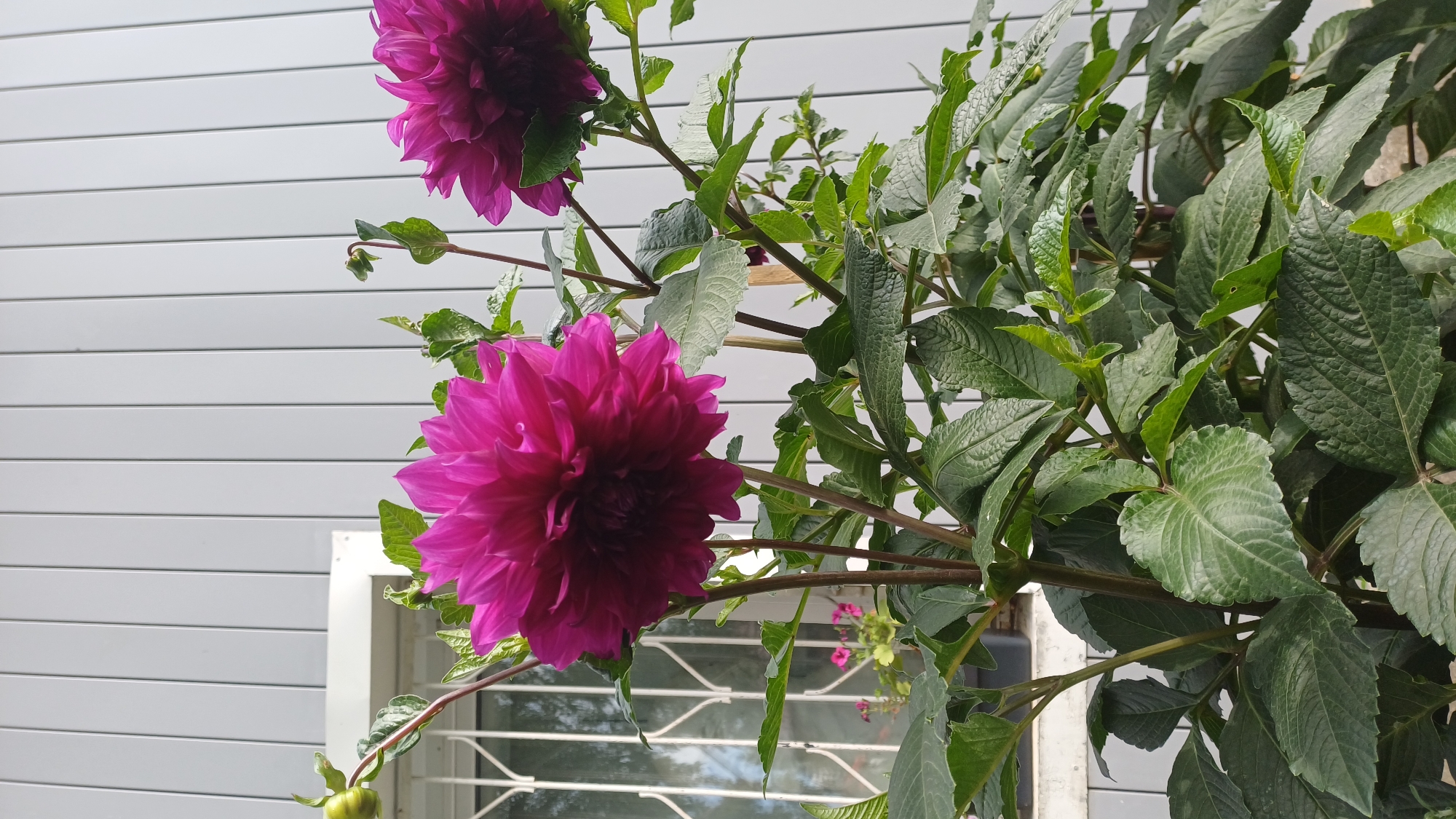 The image displays a close-up of two vibrant fuchsia dahlias in full bloom, set against a backdrop of a light gray corrugated metal wall. The flowers are the focal point, with one bloom prominently featured in the foreground and another slightly smaller one to the right. Lush green foliage surrounds the flowers, with large, textured leaves and slender stems. In the upper left corner, a partially visible window with a white frame and metal grate offers a glimpse of the environment behind it, hinting at an outdoor setting. A single green dahlia bud is also visible on a stem to the left of the main flower. The overall impression is of a cultivated garden scene, possibly in a residential area of Izhevsk, Russia, given the context provided.