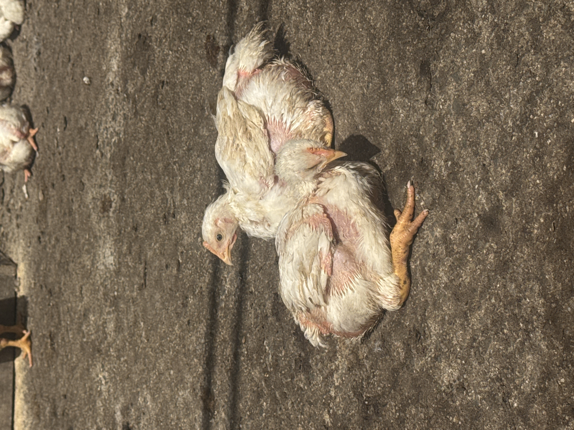 The image depicts two small, white chickens lying on a rough, gray concrete surface. The chickens appear unwell, with ruffled feathers and exposed skin. Parts of another chicken are partially visible on the left side of the image. No people are visible. There are no other objects in the immediate vicinity. The location is Sarnevo, Bulgaria.